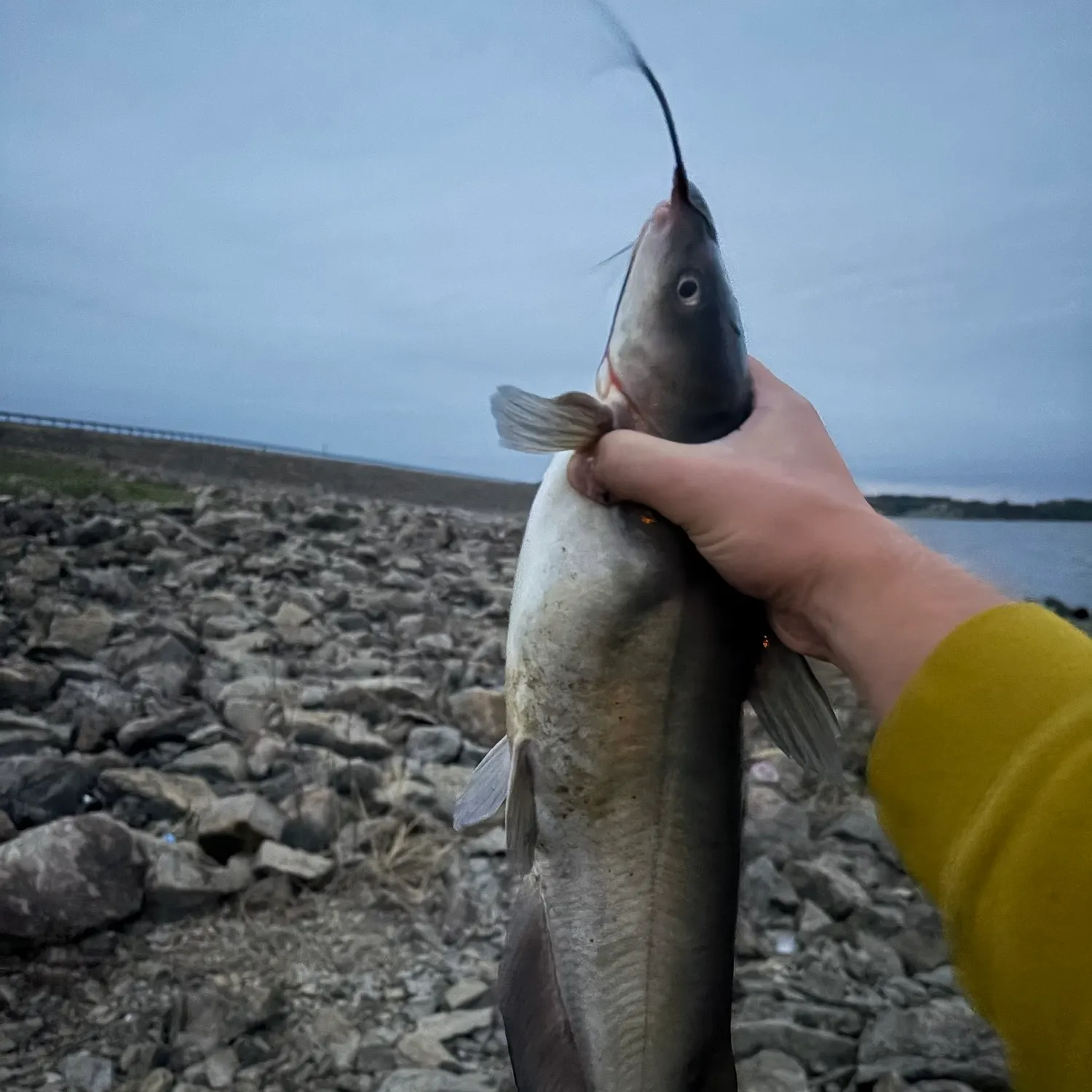 Channel catfish caught on Fishbrain