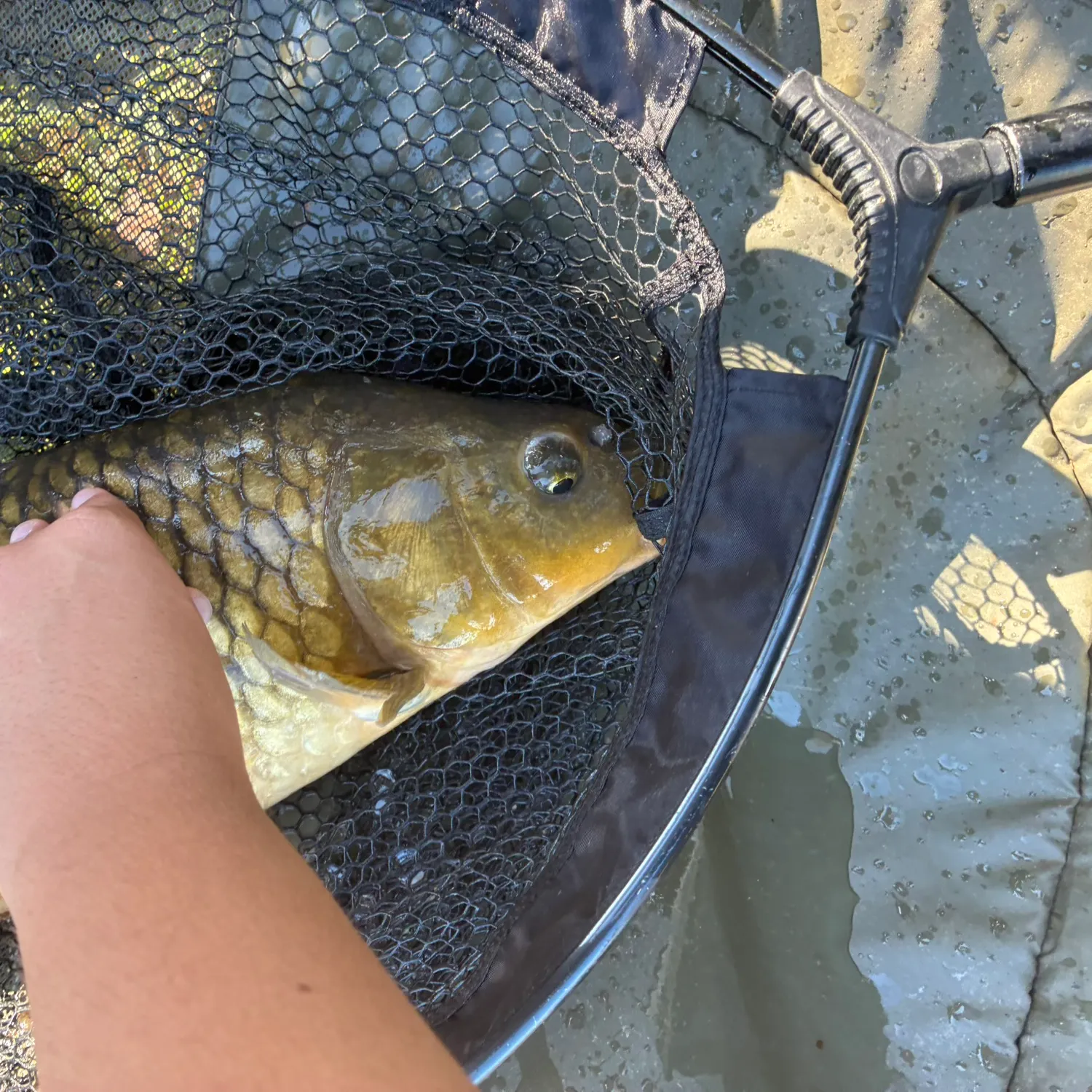 Fish caught on Fishbrain