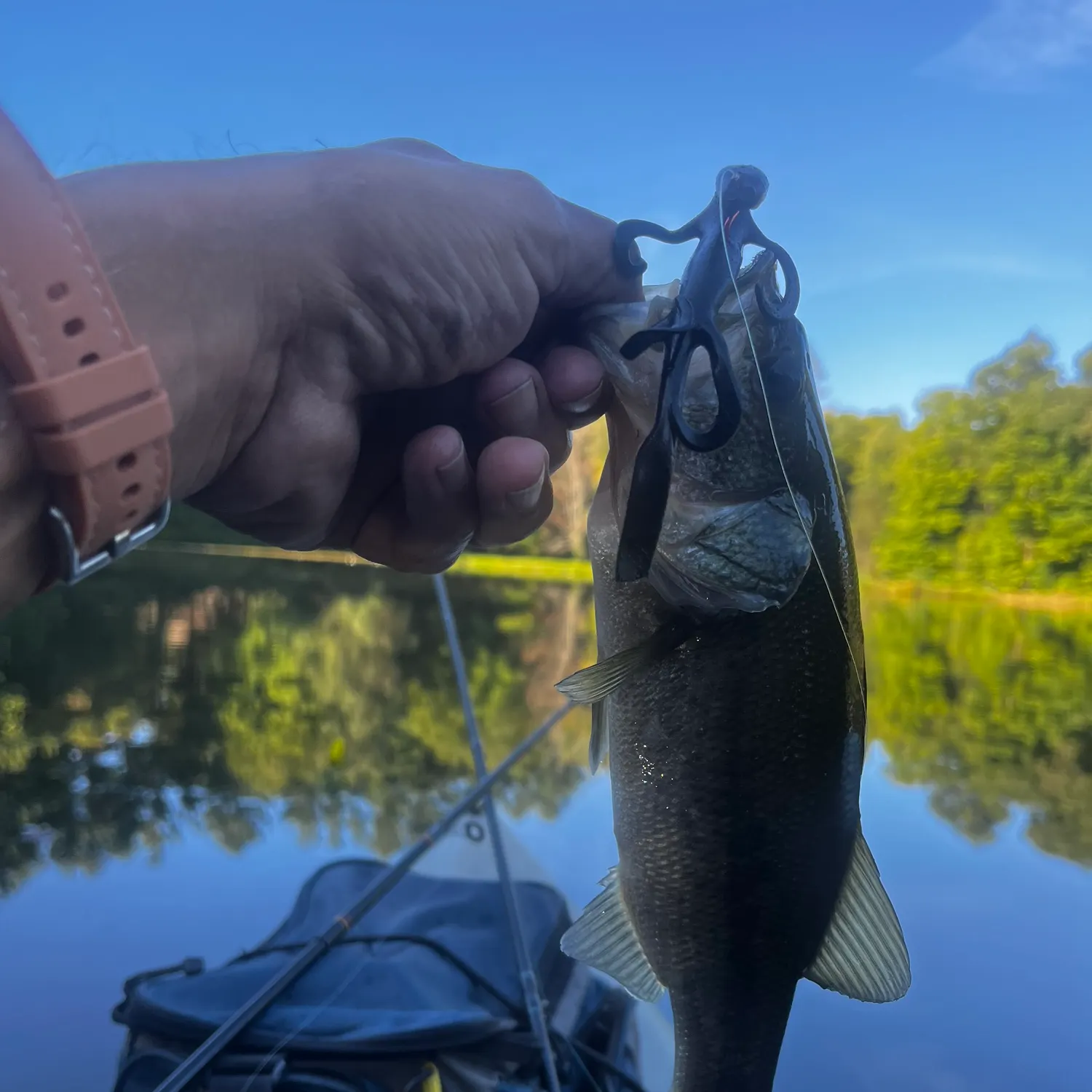 Largemouth bass caught on Fishbrain