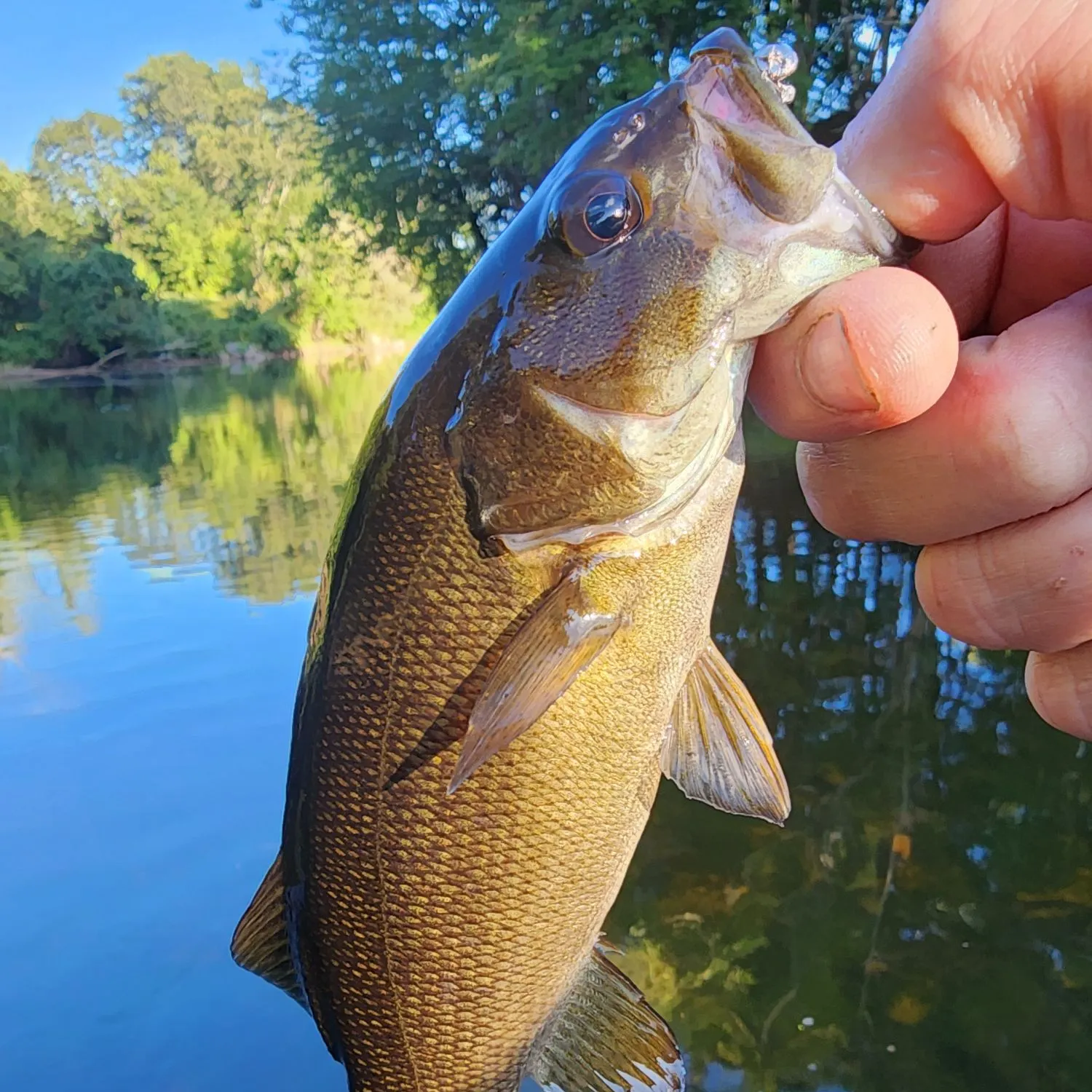 Smallmouth bass caught on Fishbrain