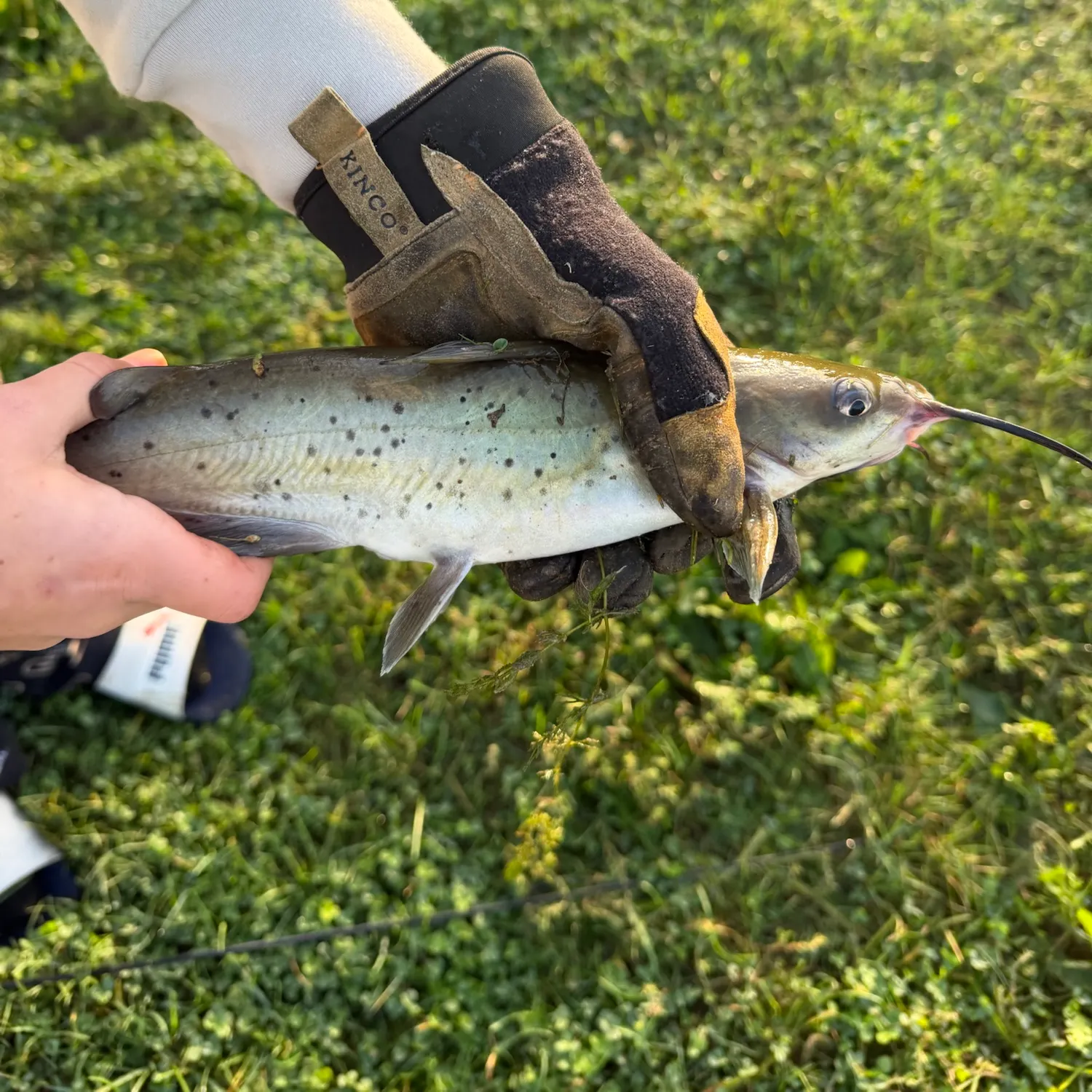 Channel catfish caught on Fishbrain