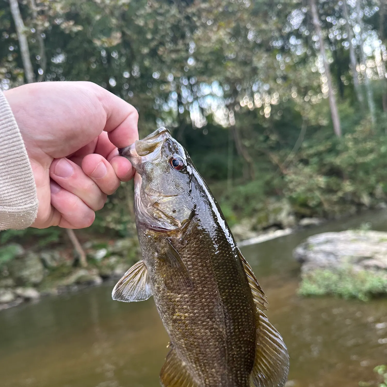 Smallmouth bass caught on Fishbrain