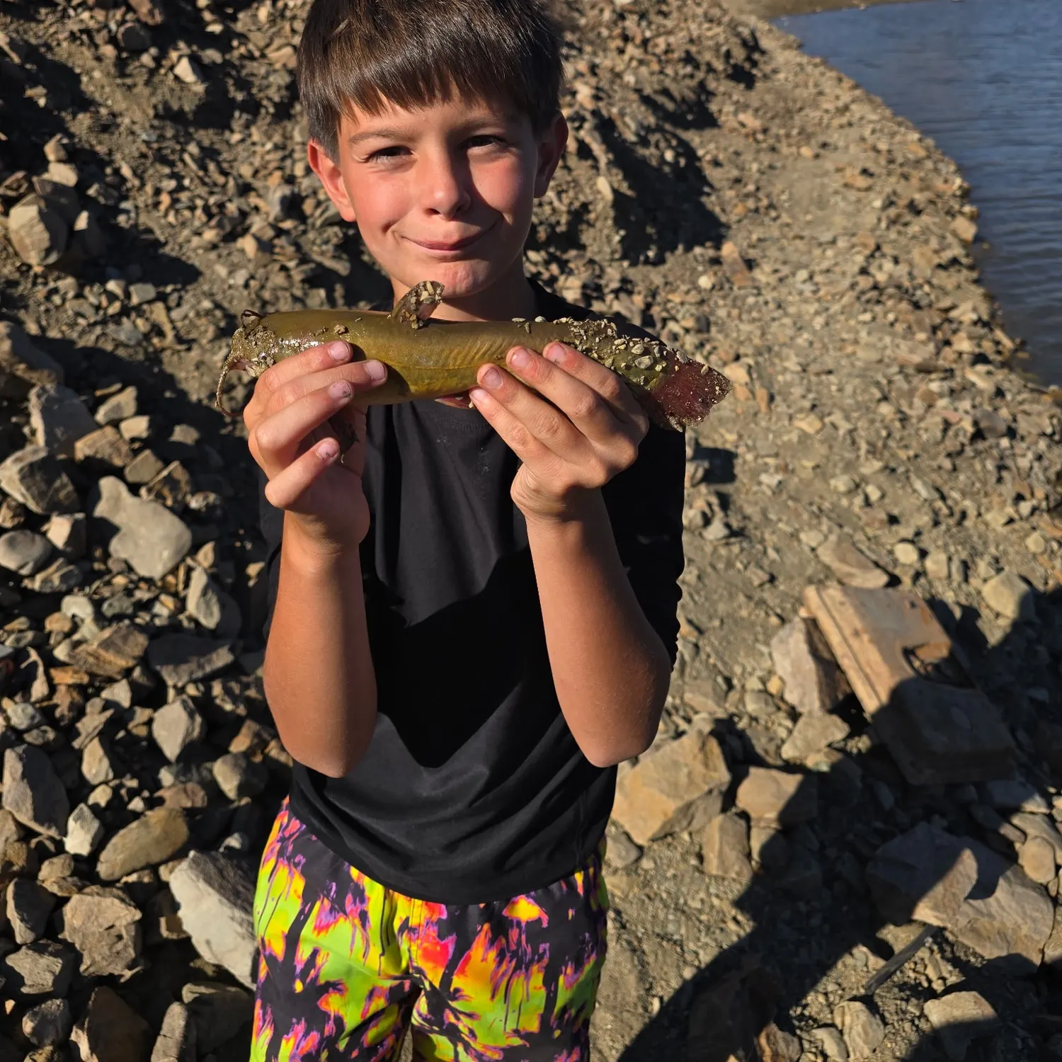 Yellow bullhead caught on Fishbrain