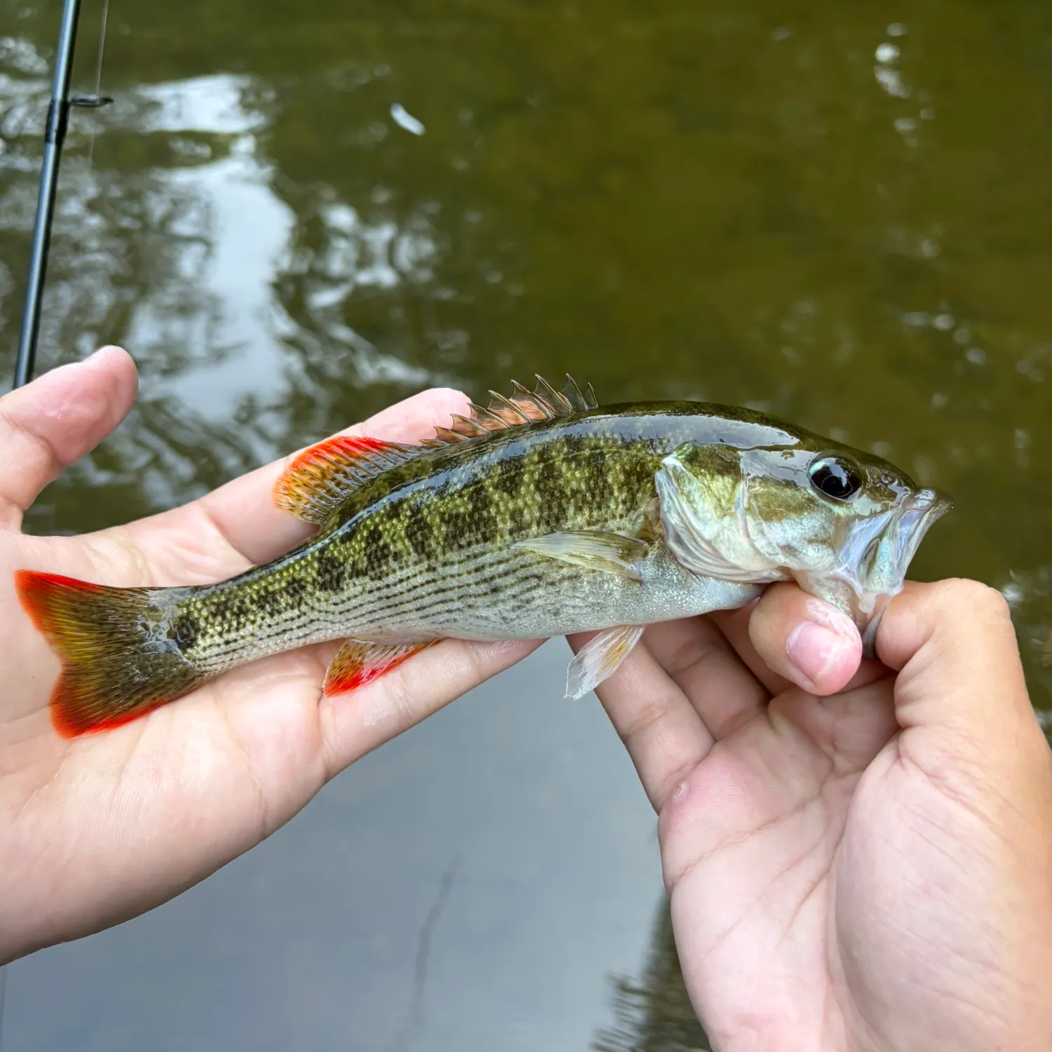 The most recent Chattahoochee bass catches on Fishbrain