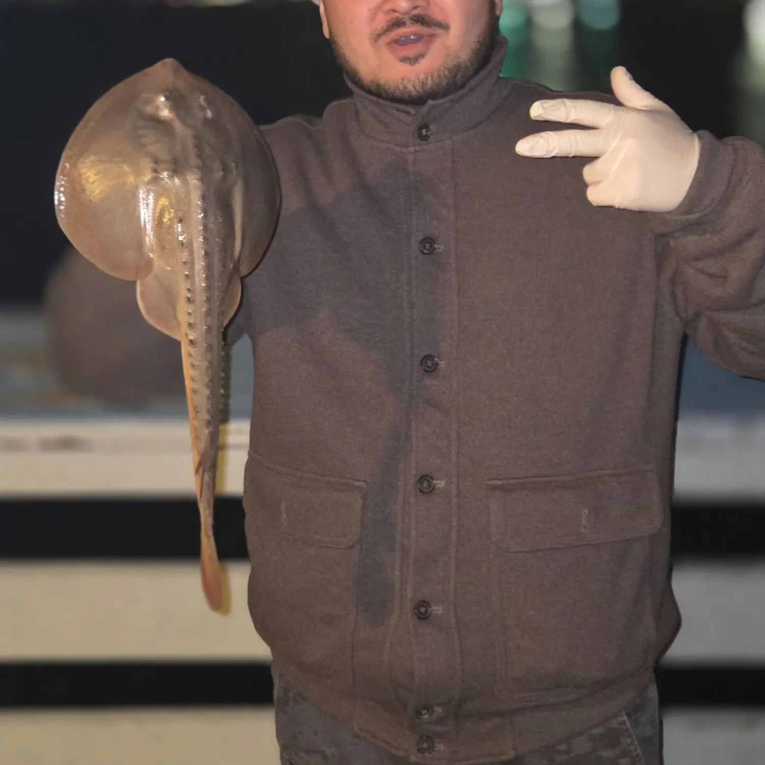The most recent Thornback ray catches on Fishbrain