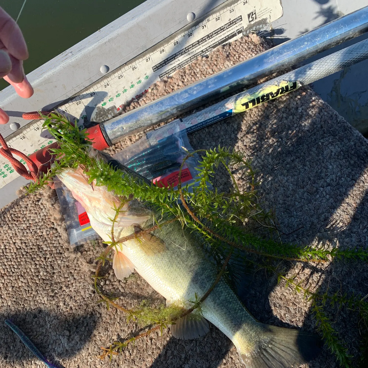 Largemouth bass caught on Fishbrain