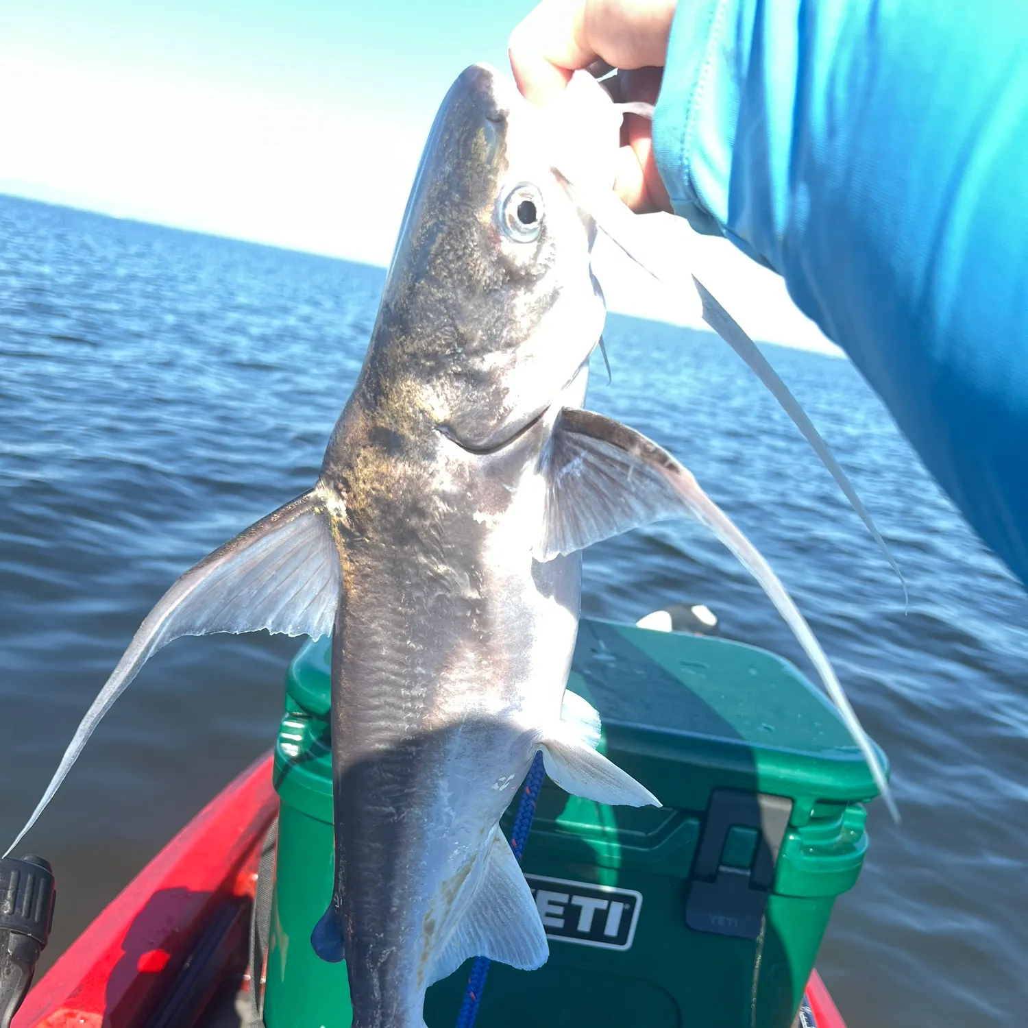Gafftopsail sea catfish caught on Fishbrain