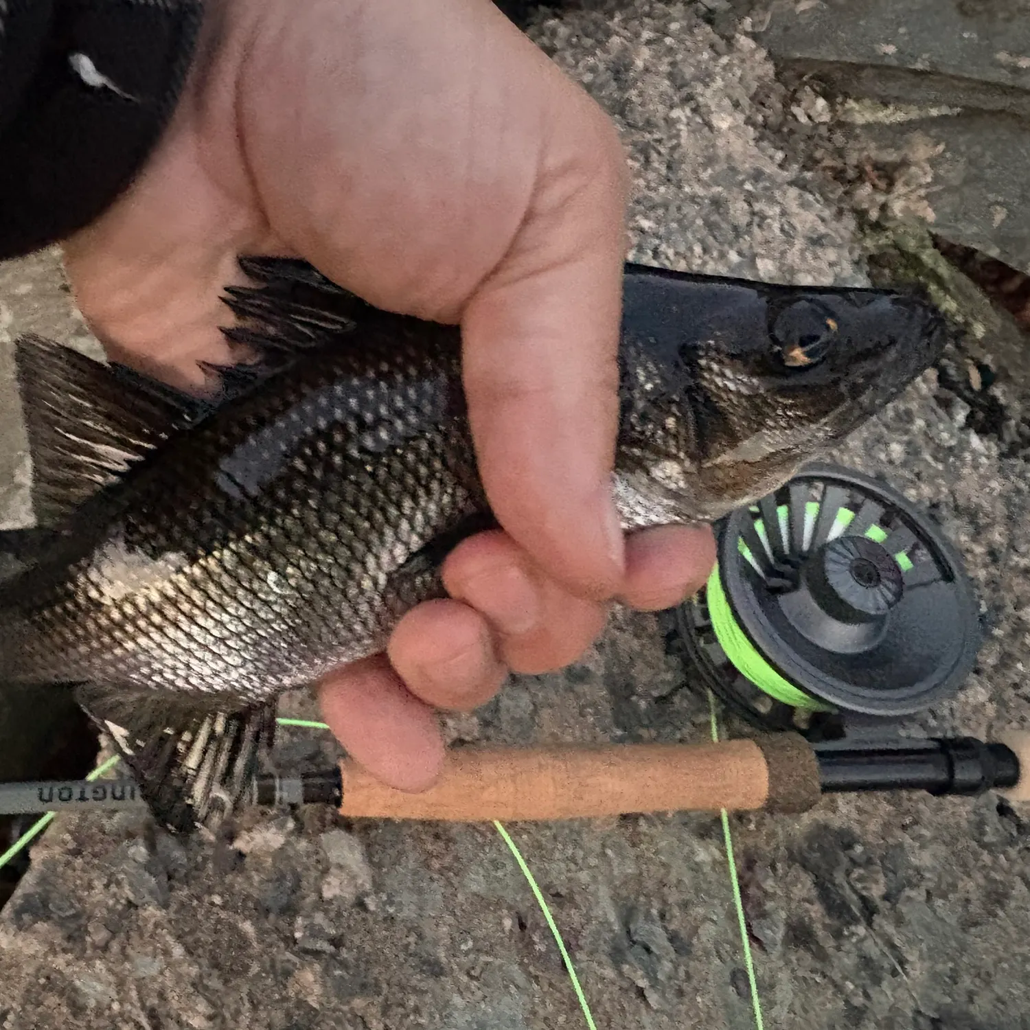 White perch caught on Fishbrain