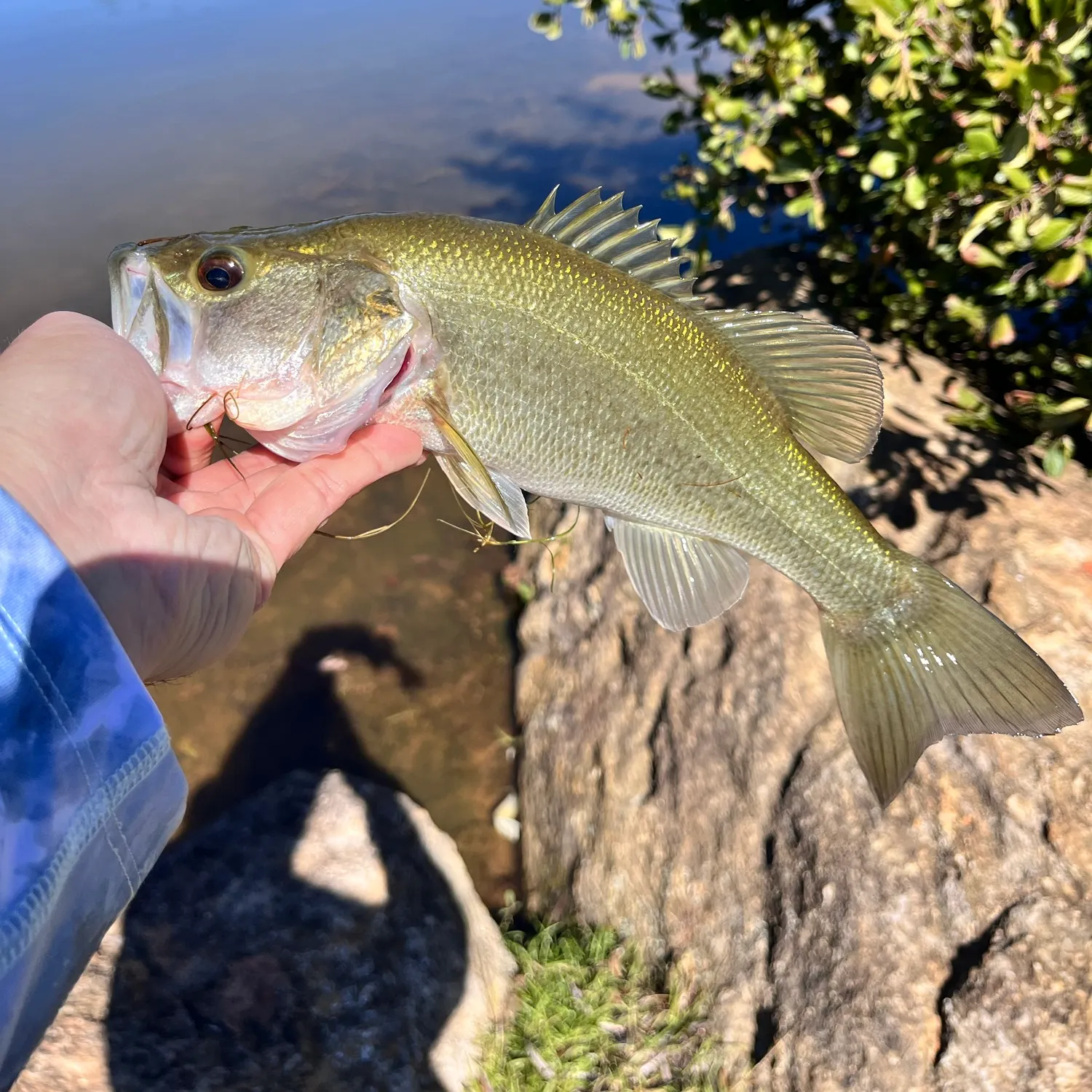 Largemouth bass caught on Fishbrain