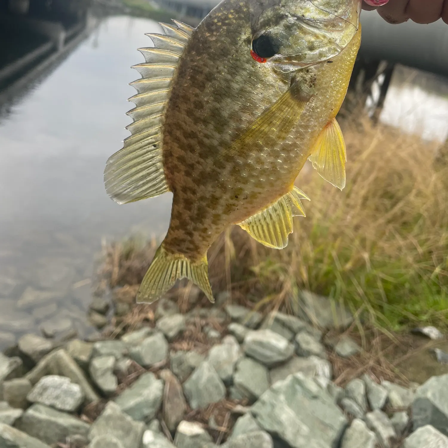 The most recent Pumpkinseed catches on Fishbrain