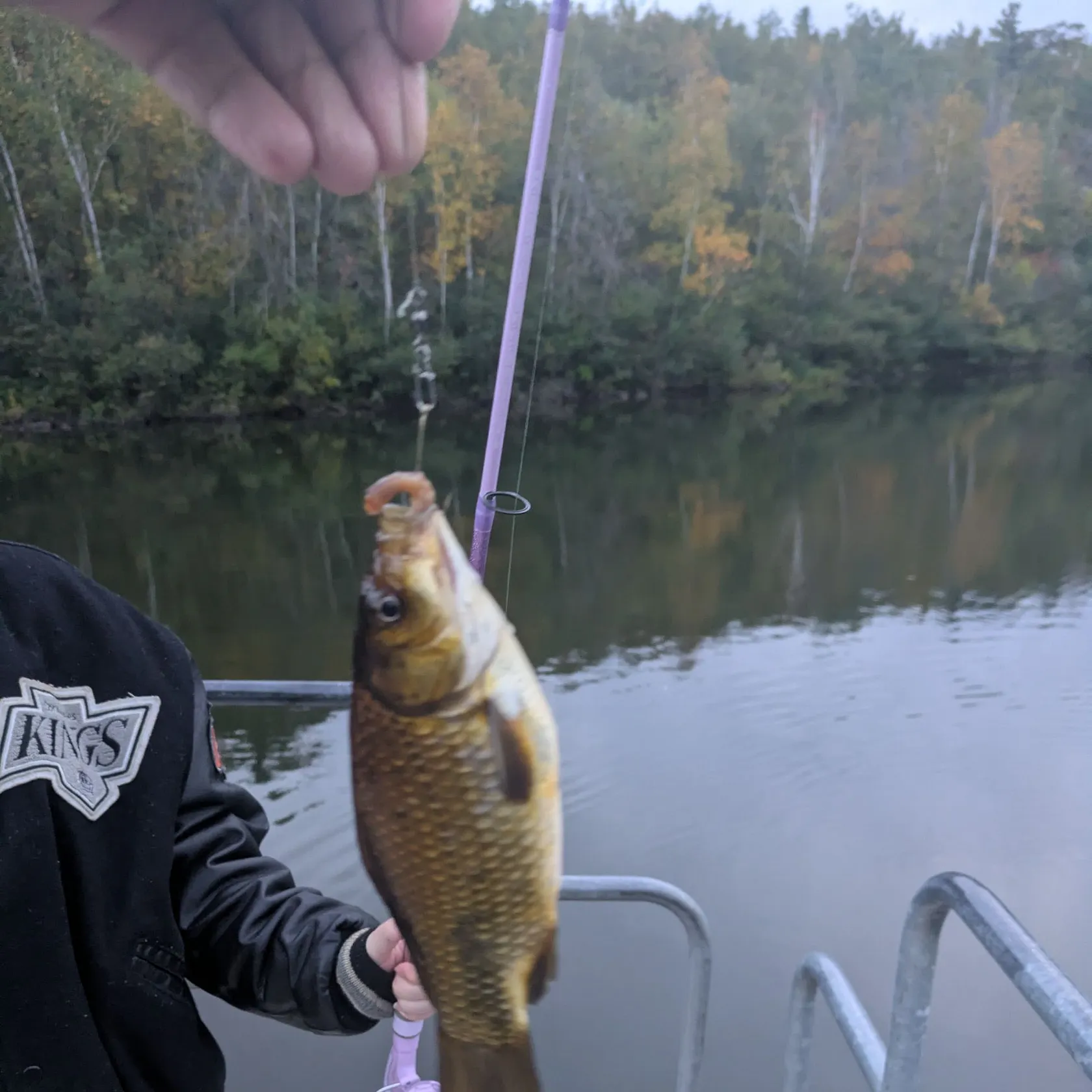 Common carp caught on Fishbrain