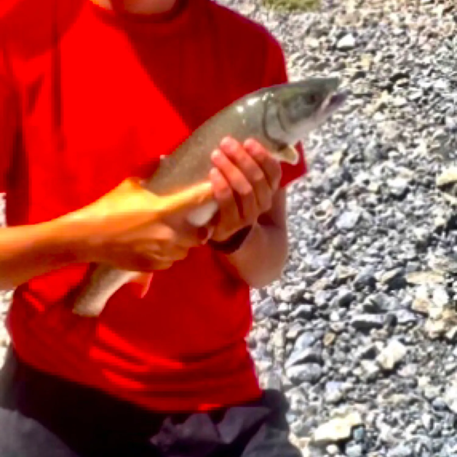 The most recent Dolly varden catches on Fishbrain