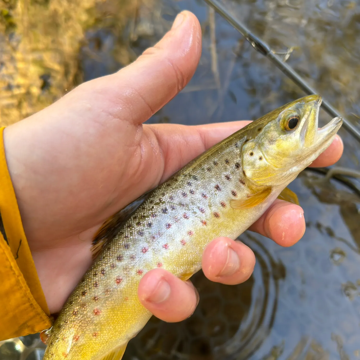 Brown trout caught on Fishbrain