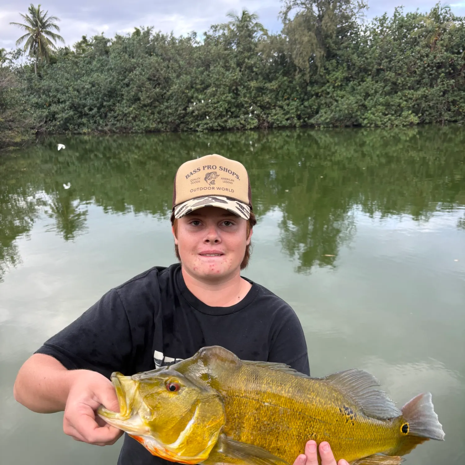 The most recent Butterfly peacock bass catches on Fishbrain