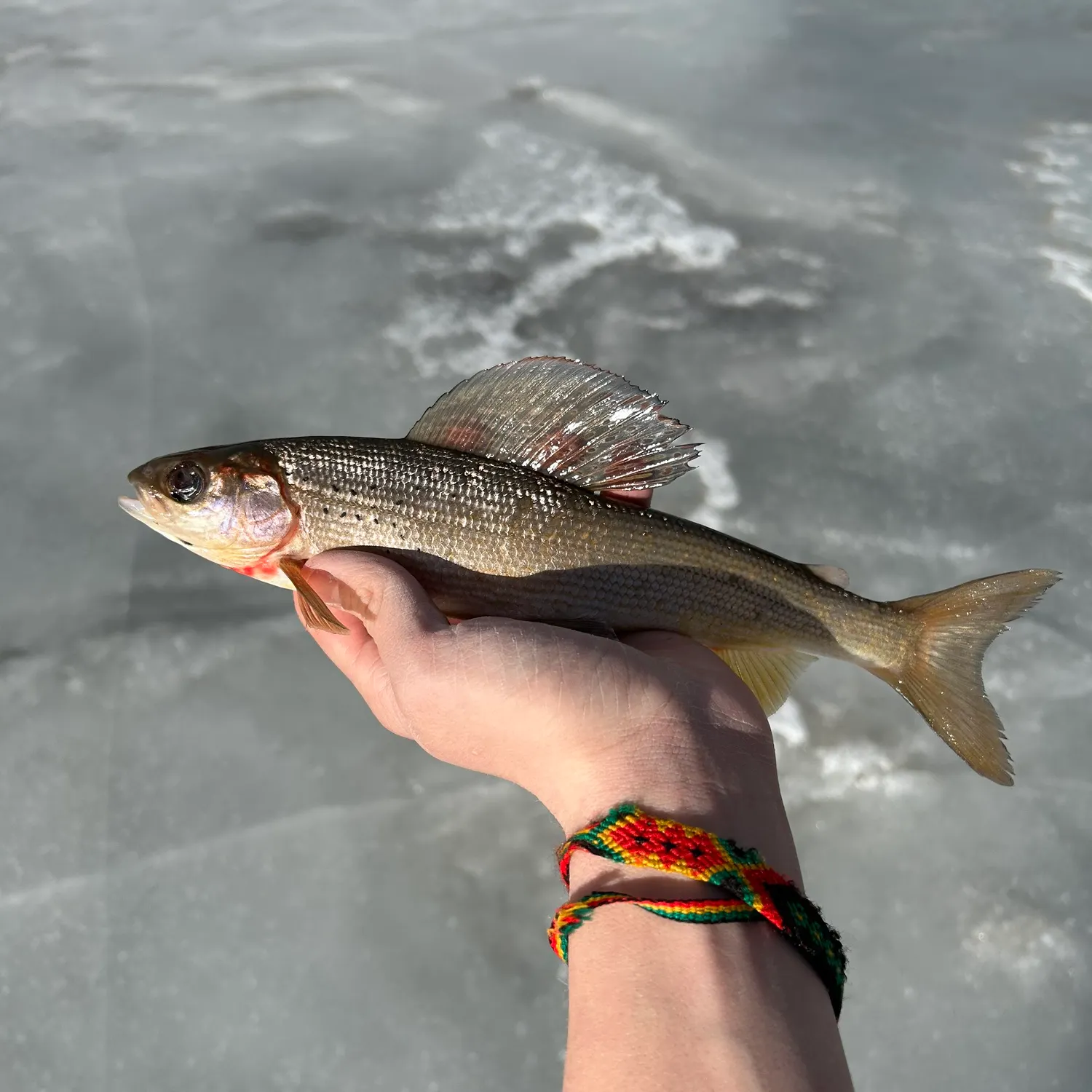 The most recent Arctic grayling catches on Fishbrain