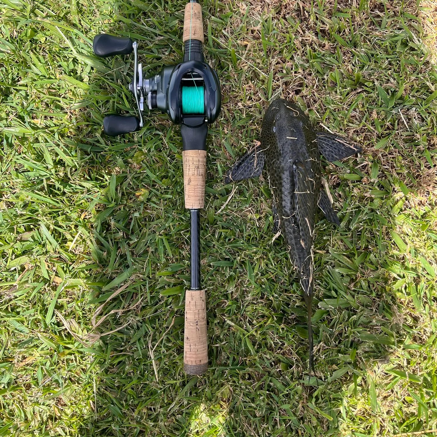 The most recent Snow Pleco catches on Fishbrain