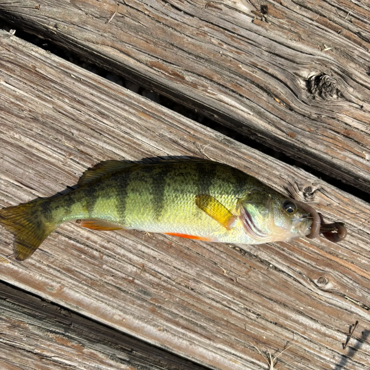 Yellow perch caught on Fishbrain