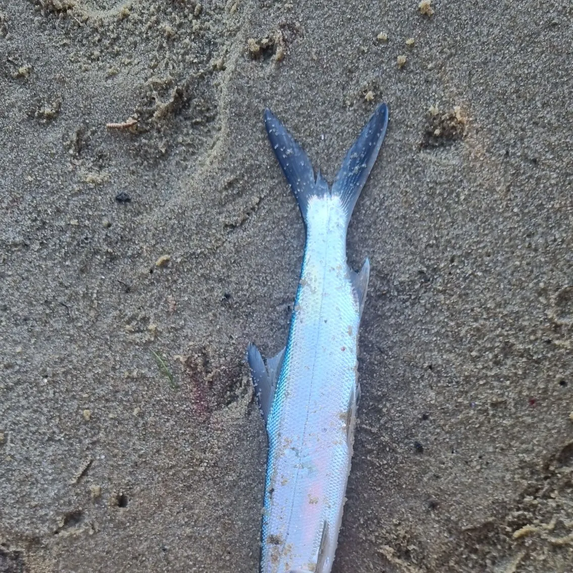 The most recent Ladyfish catches on Fishbrain
