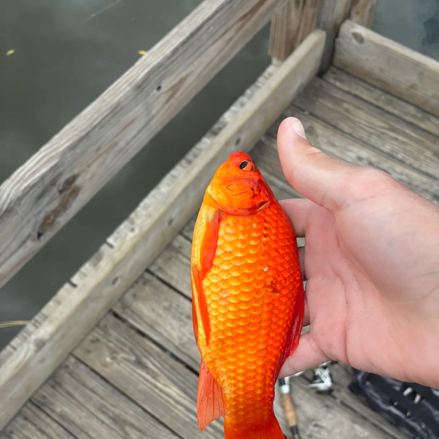 The most recent Goldfish catches on Fishbrain