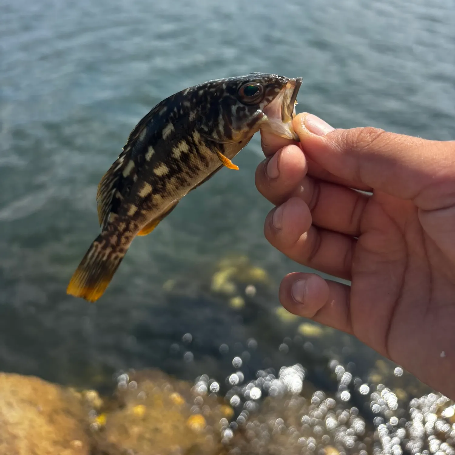 catch