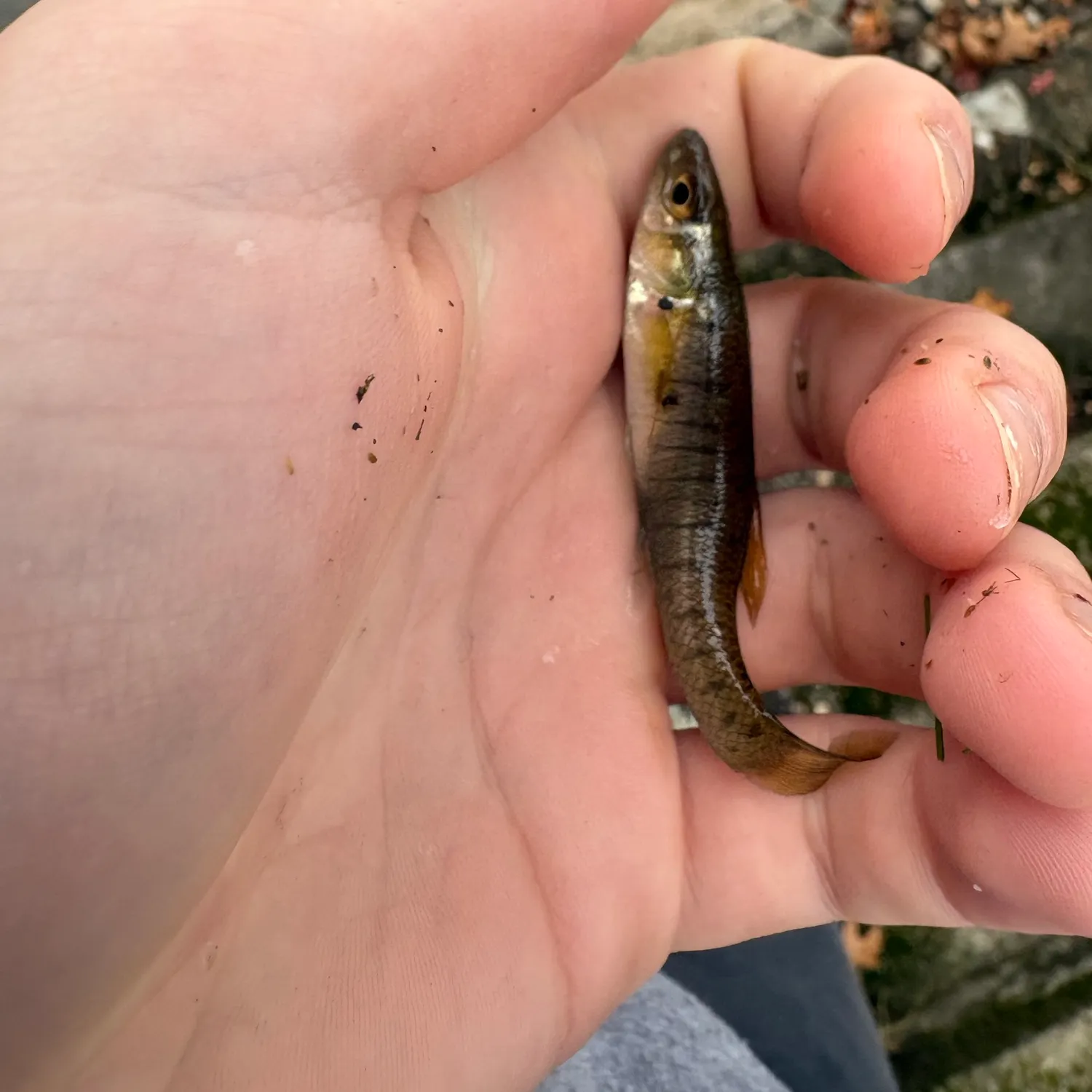 The most recent Banded killifish catches on Fishbrain