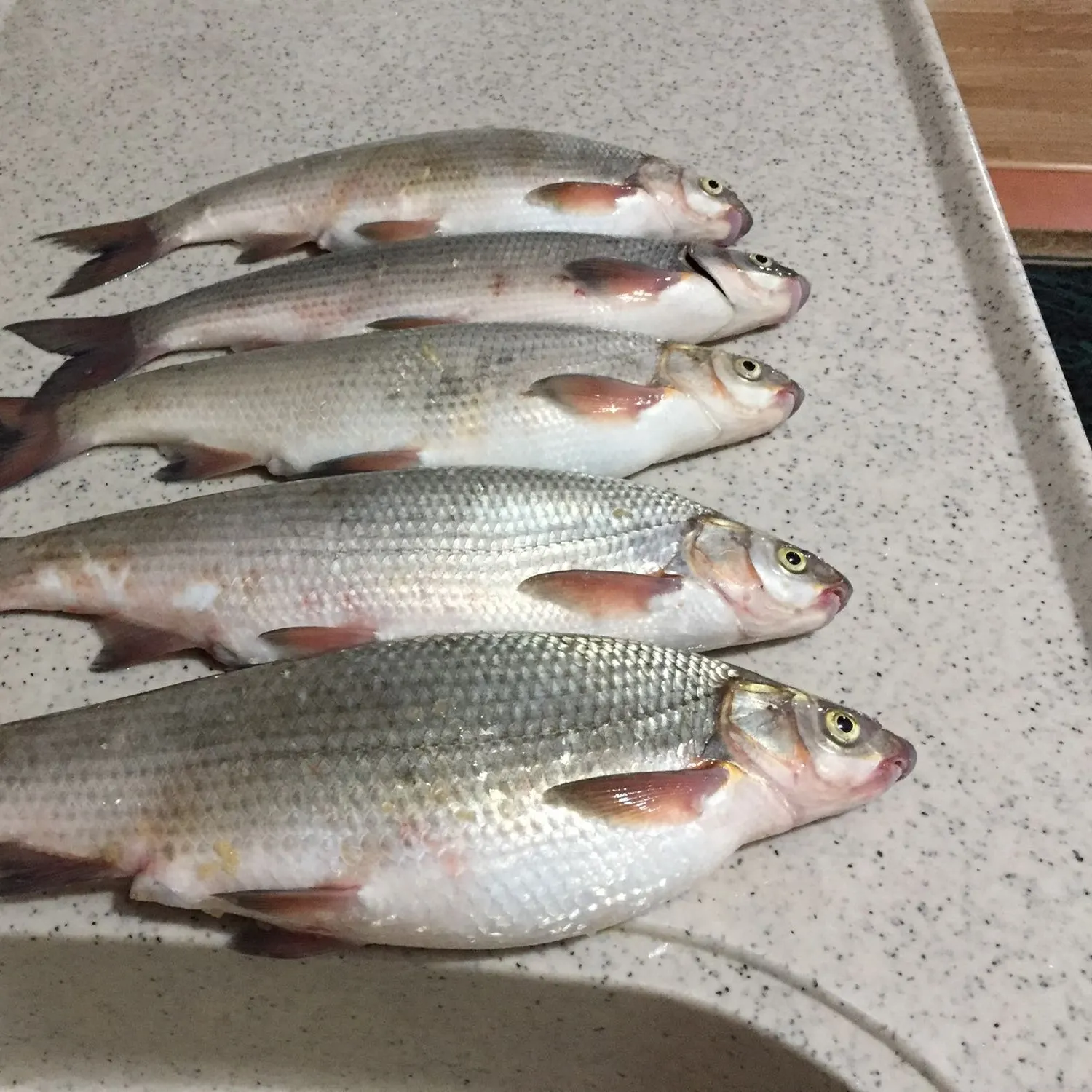 recently logged catches