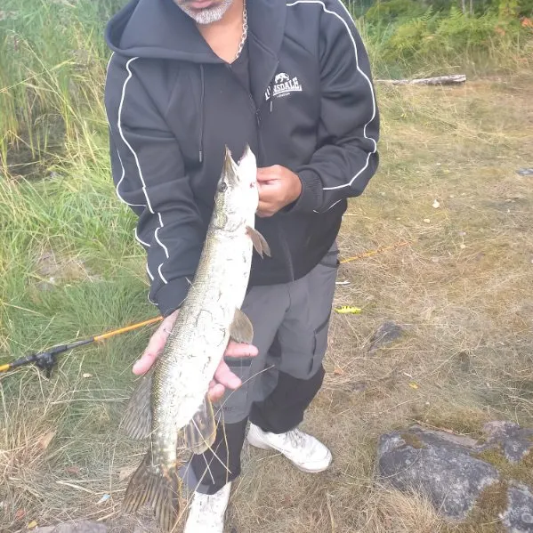 Northern pike caught on Fishbrain