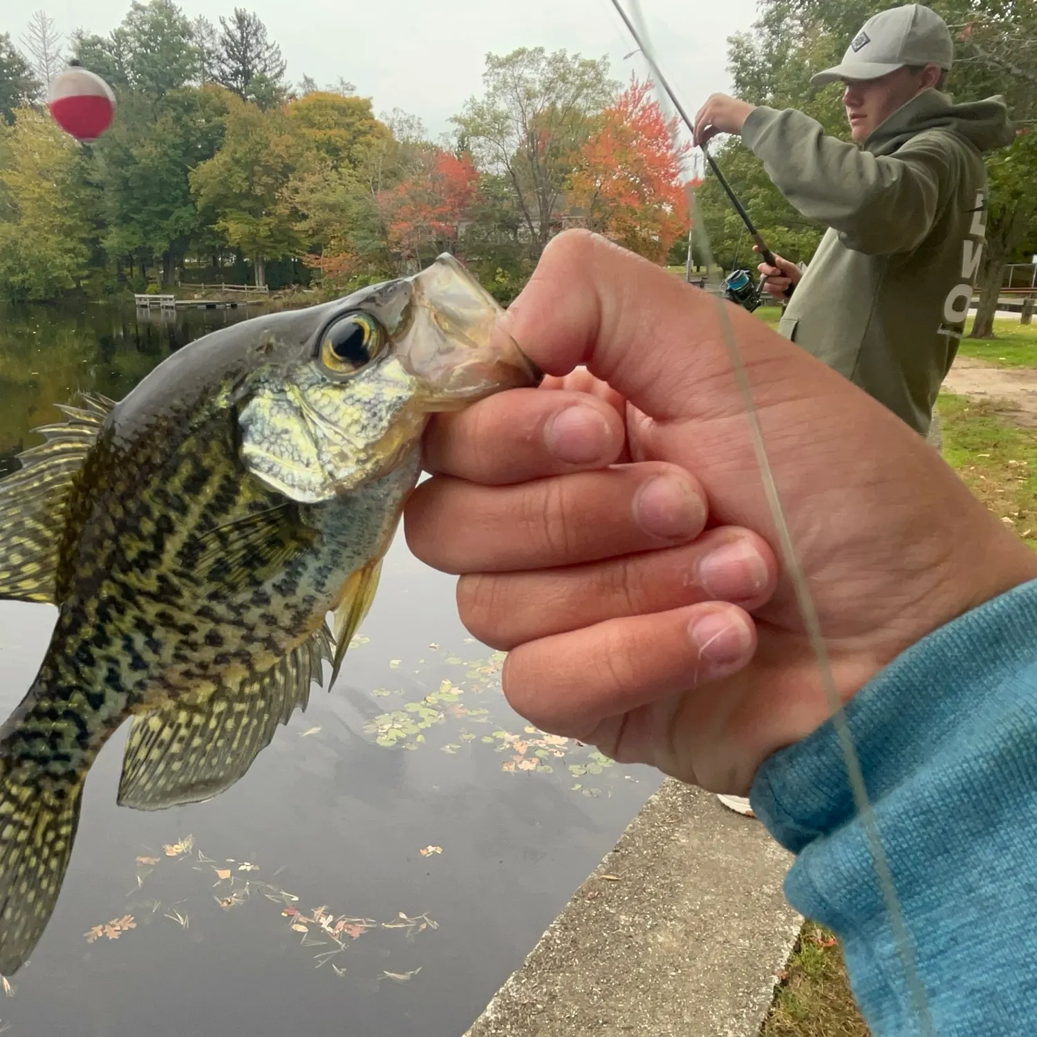 Black crappie caught on Fishbrain