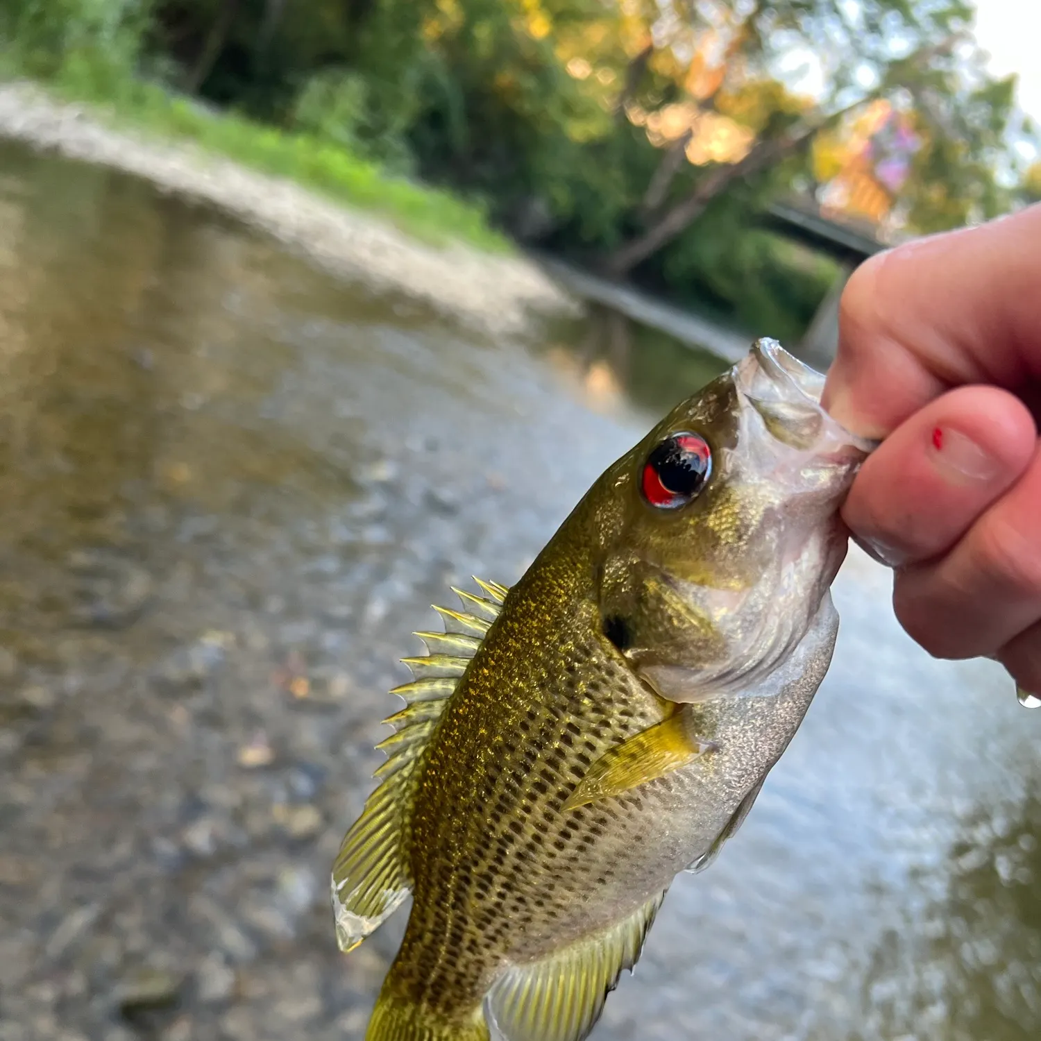 Rock bass caught on Fishbrain