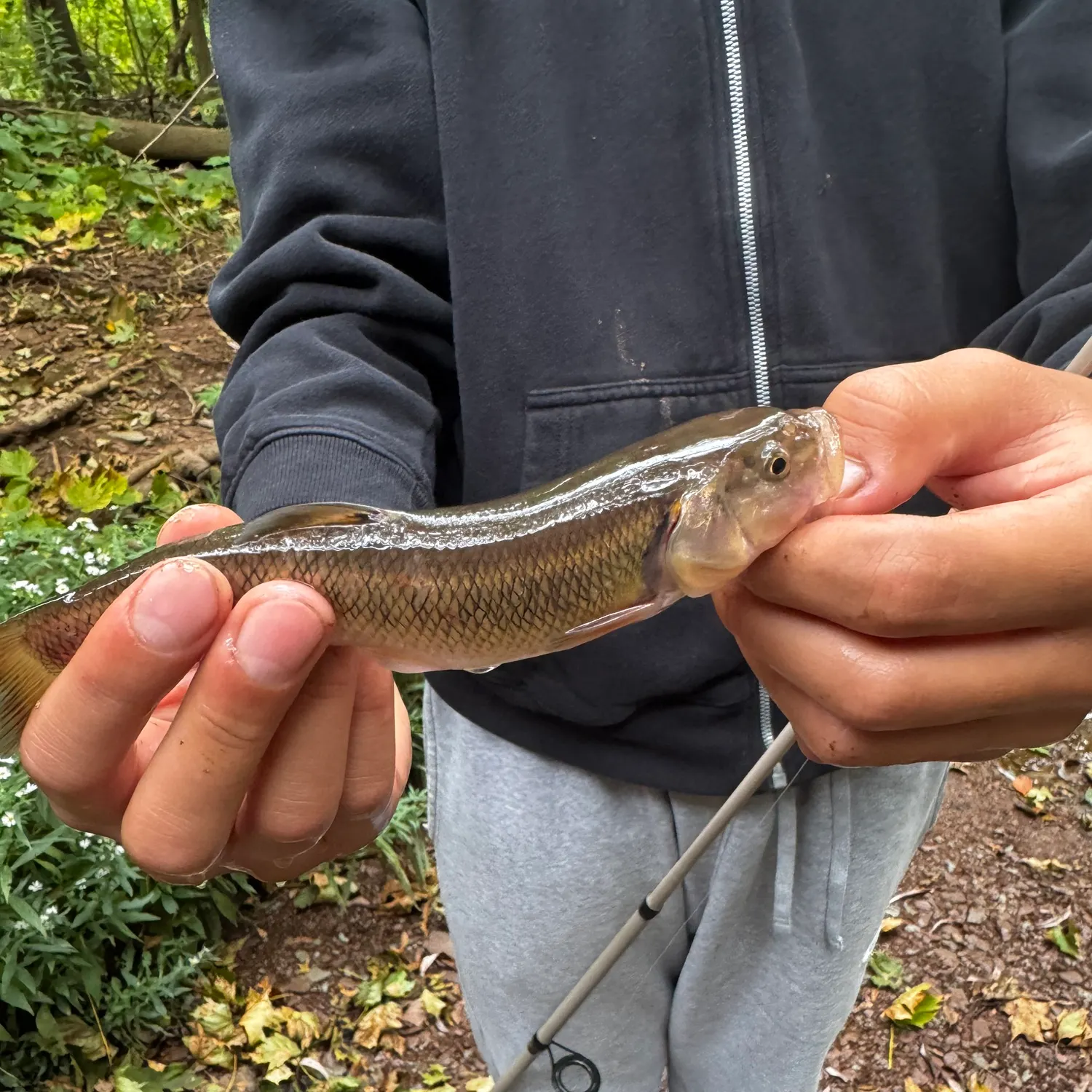 Creek chub caught on Fishbrain