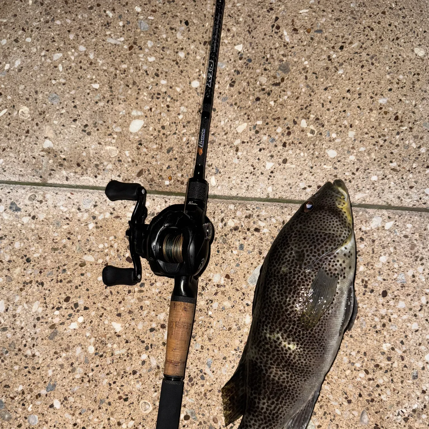 Spotted sand bass caught on Fishbrain