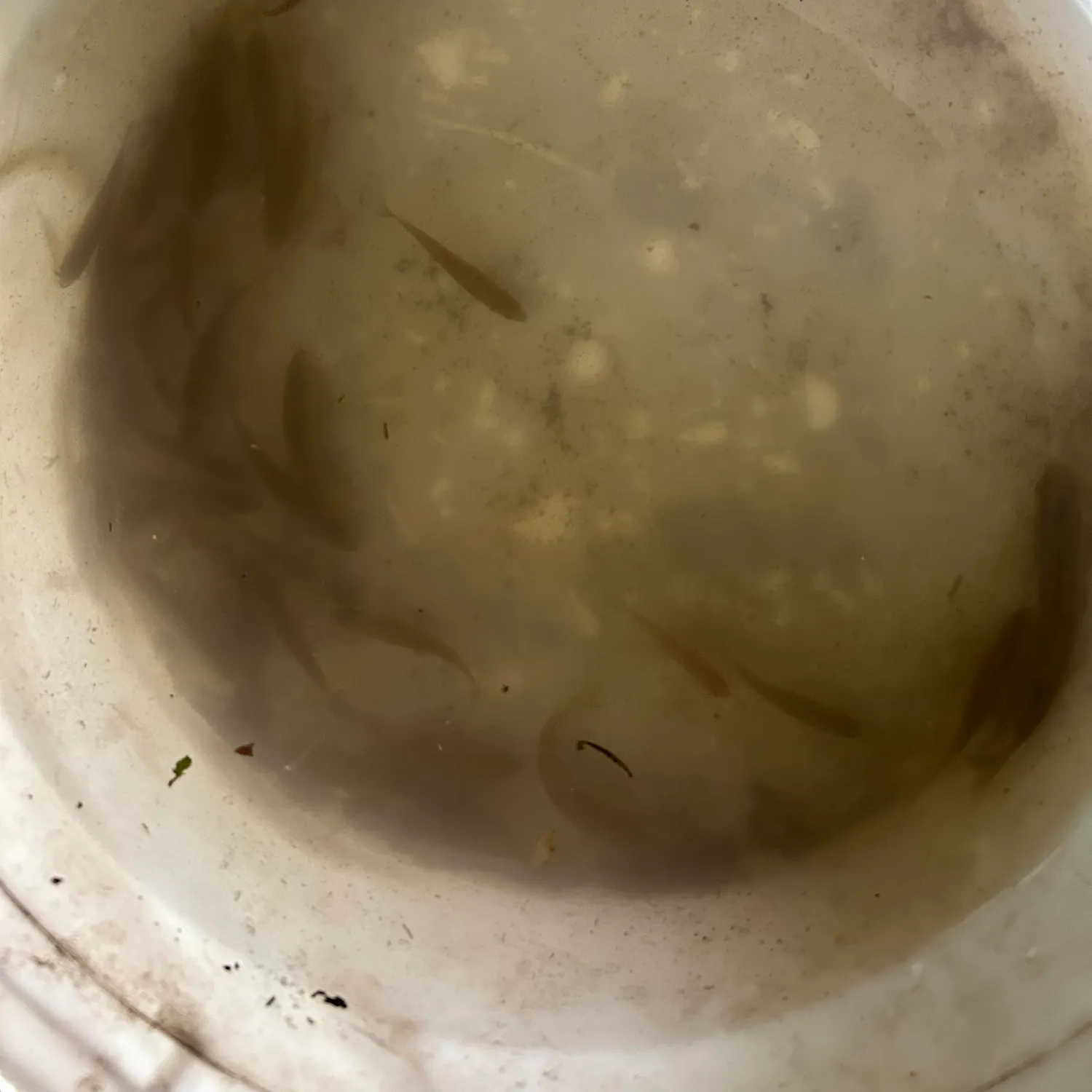 The most recent Brassy minnow catches on Fishbrain