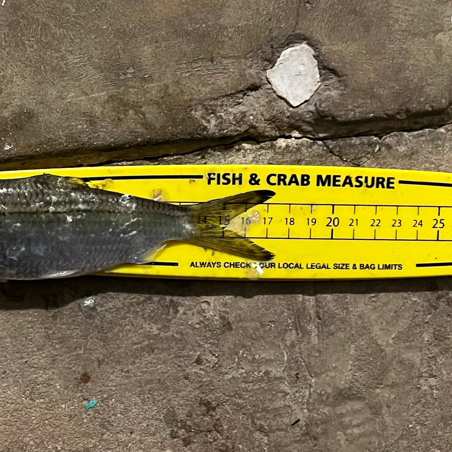 The most recent Castelnau's herring catches on Fishbrain