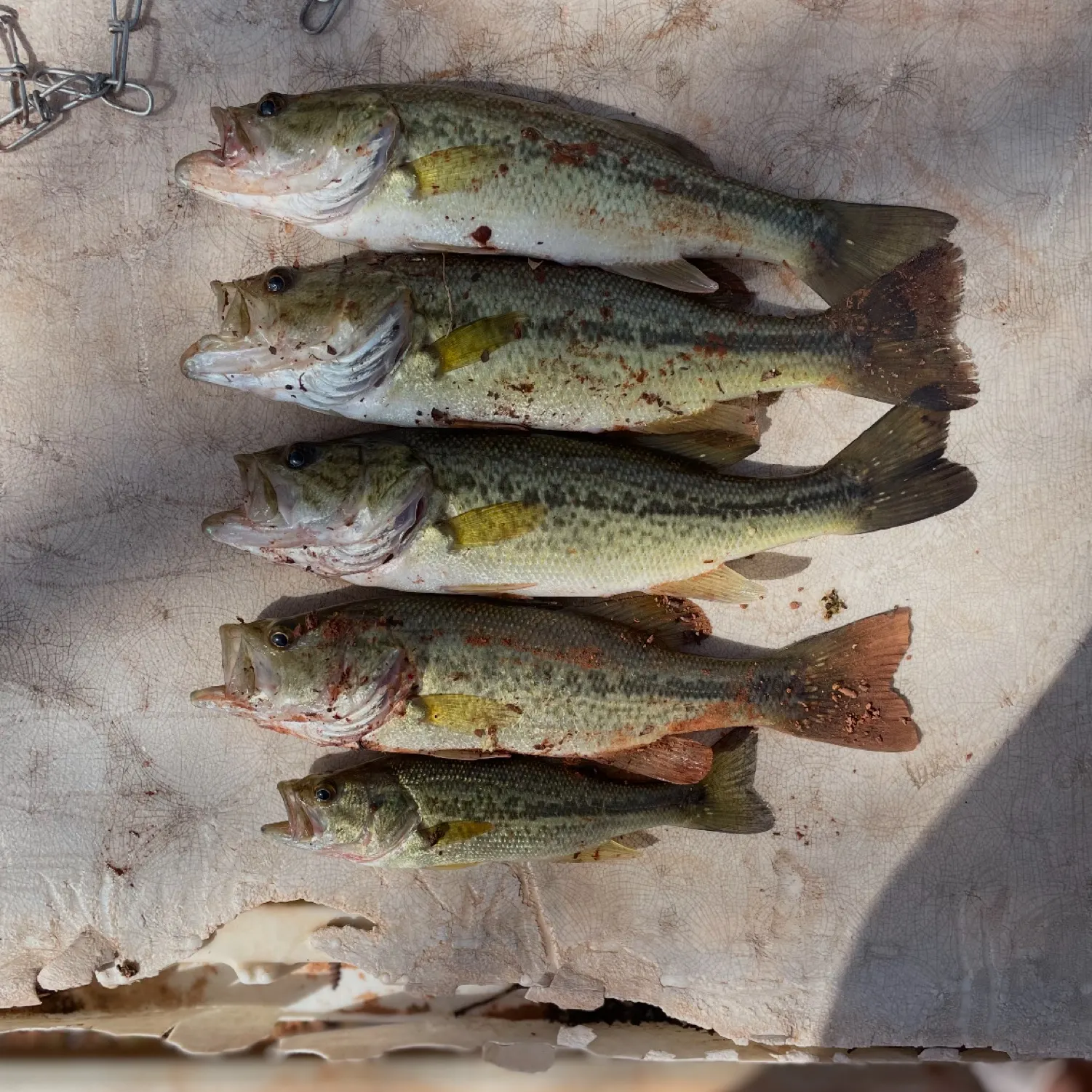 recently logged catches
