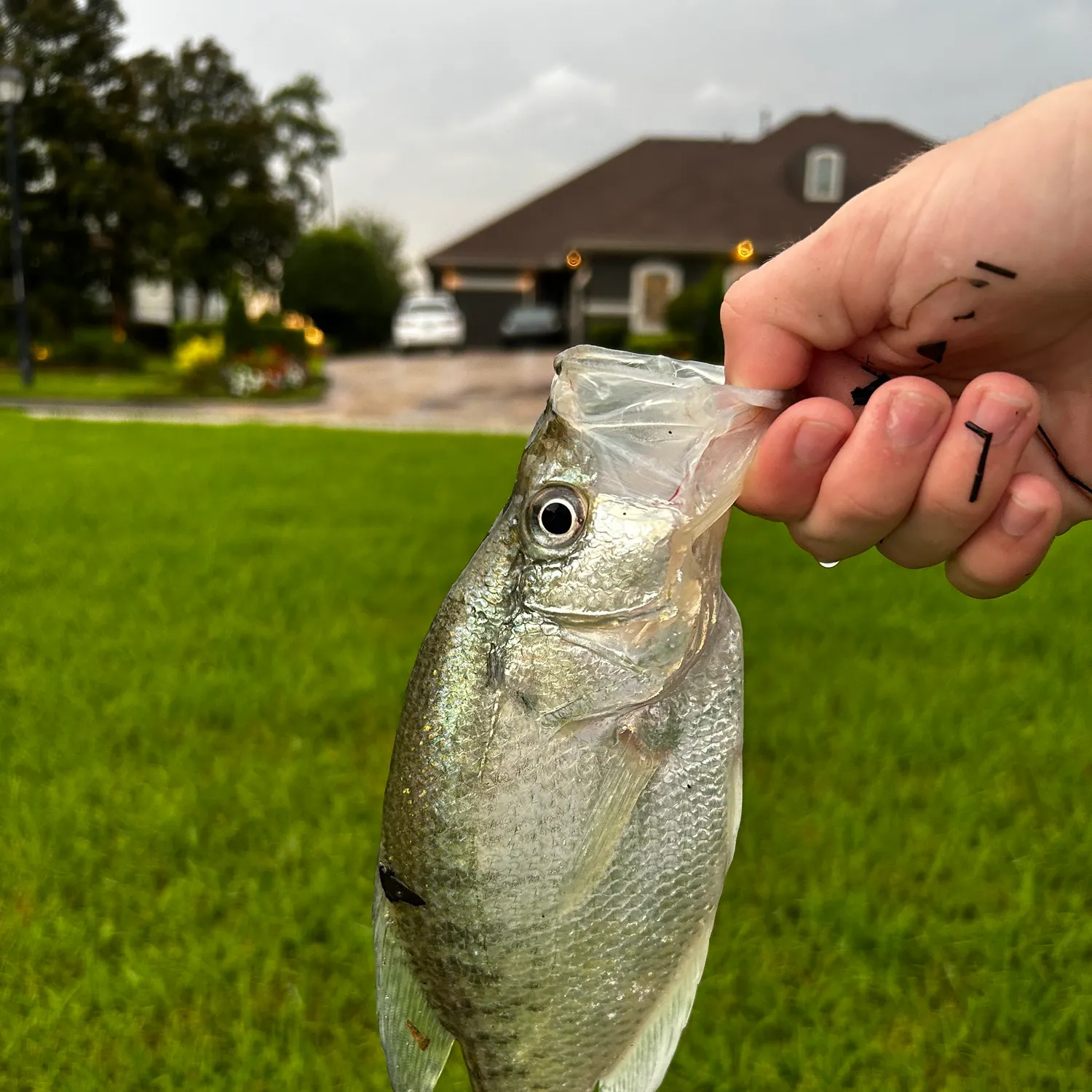 catch