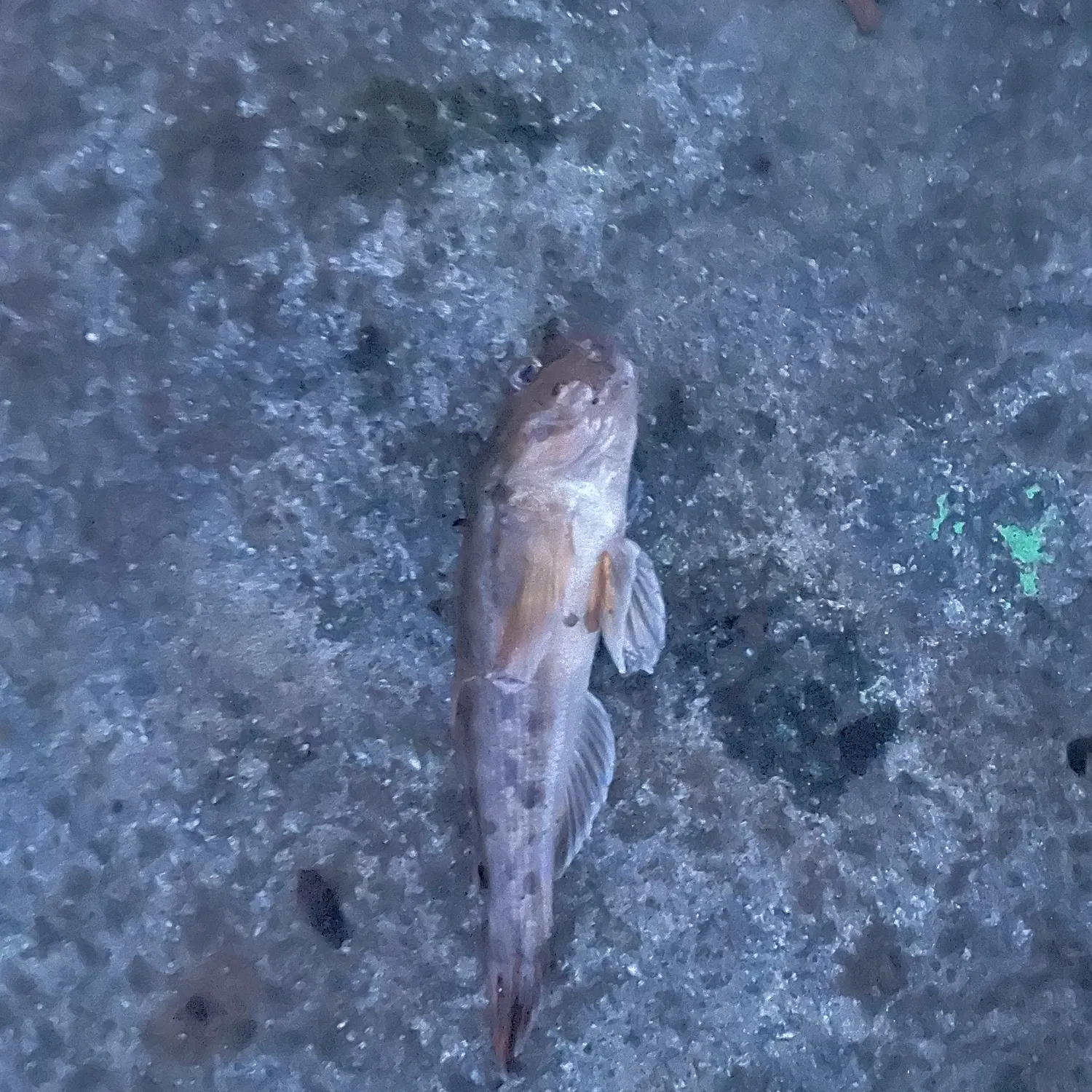 The most recent Round goby catches on Fishbrain