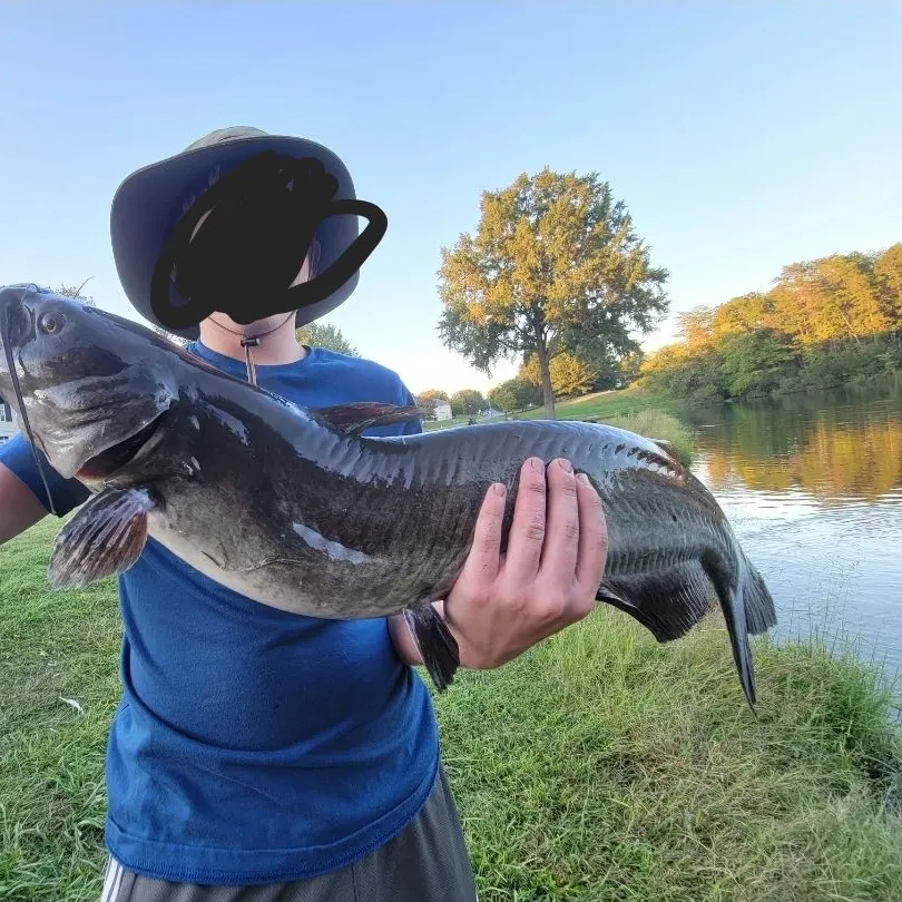 Channel catfish caught on Fishbrain