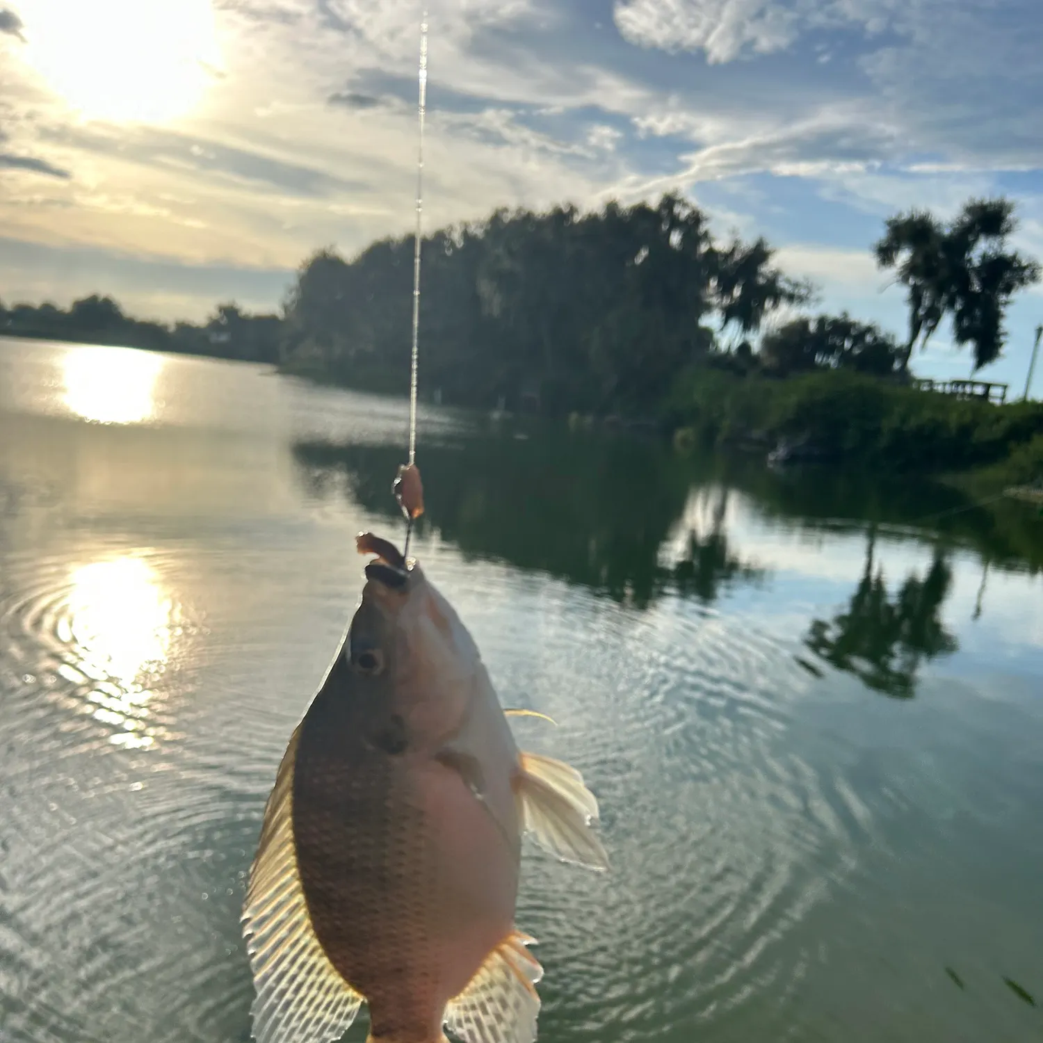 Nile tilapia caught on Fishbrain