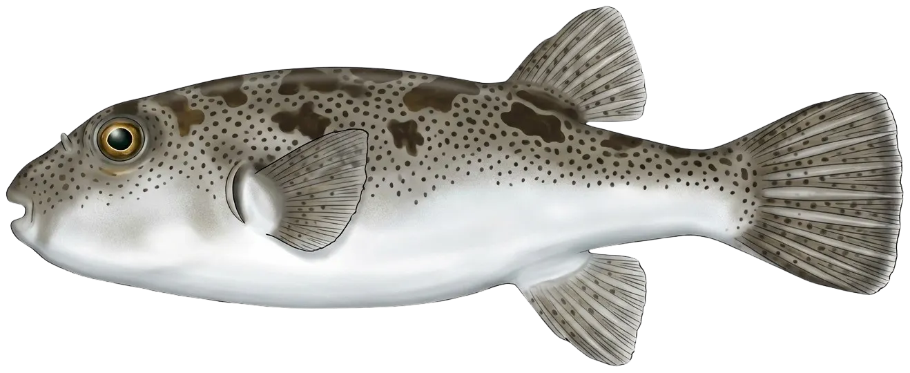 Bullseye puffer