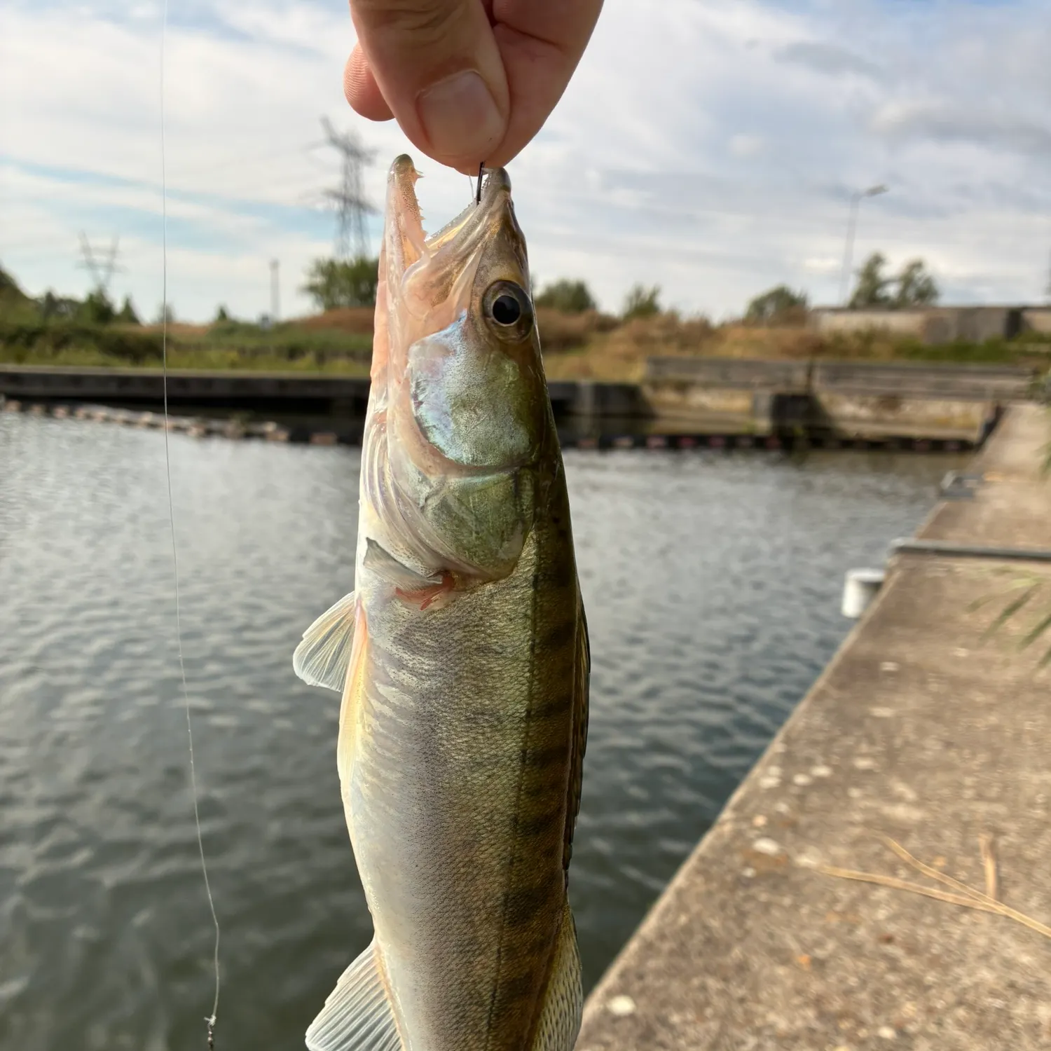Zander caught on Fishbrain