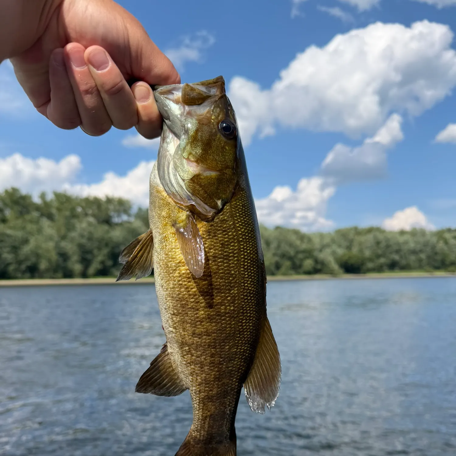 Smallmouth bass caught on Fishbrain