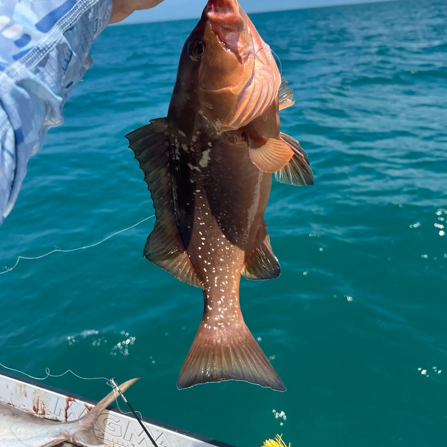 The most recent Red grouper catches on Fishbrain