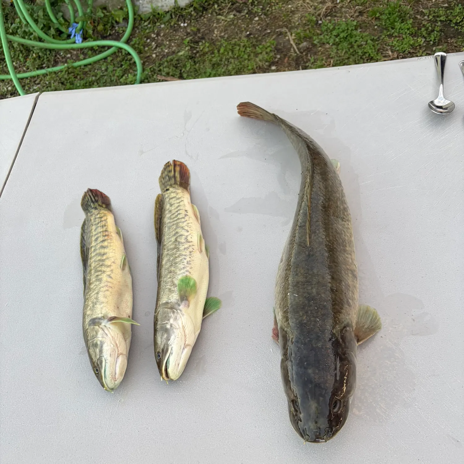 The most recent Eyetail bowfin catches on Fishbrain