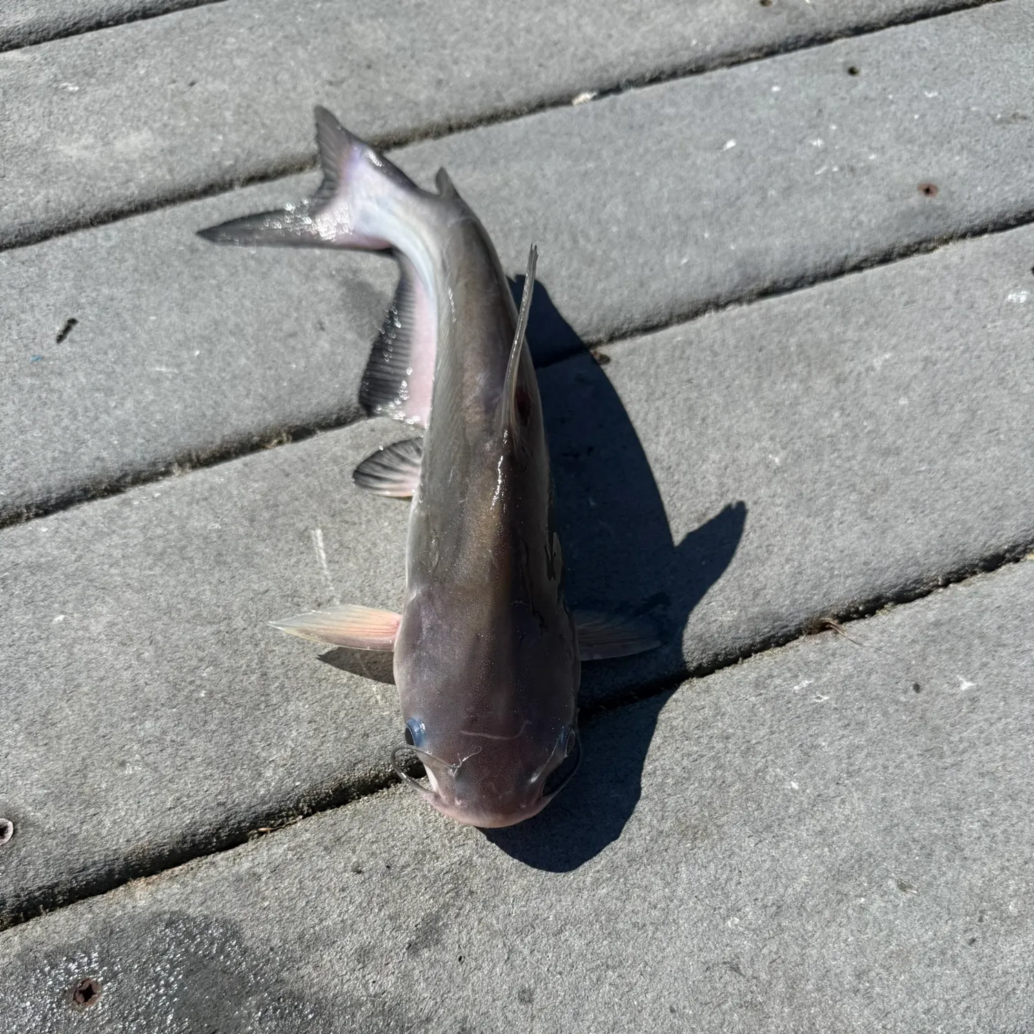 Channel catfish caught on Fishbrain