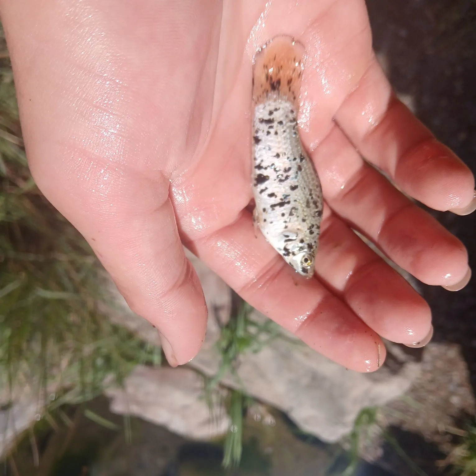 The most recent Shortfin molly catches on Fishbrain
