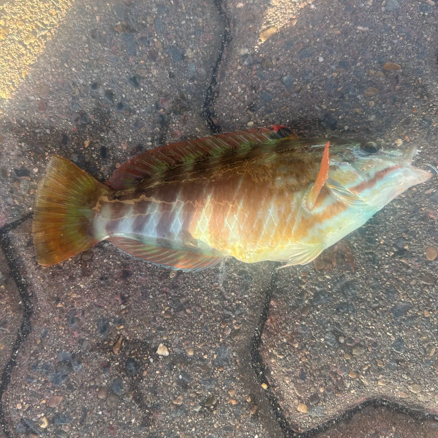 The most recent Gunther's wrasse catches on Fishbrain
