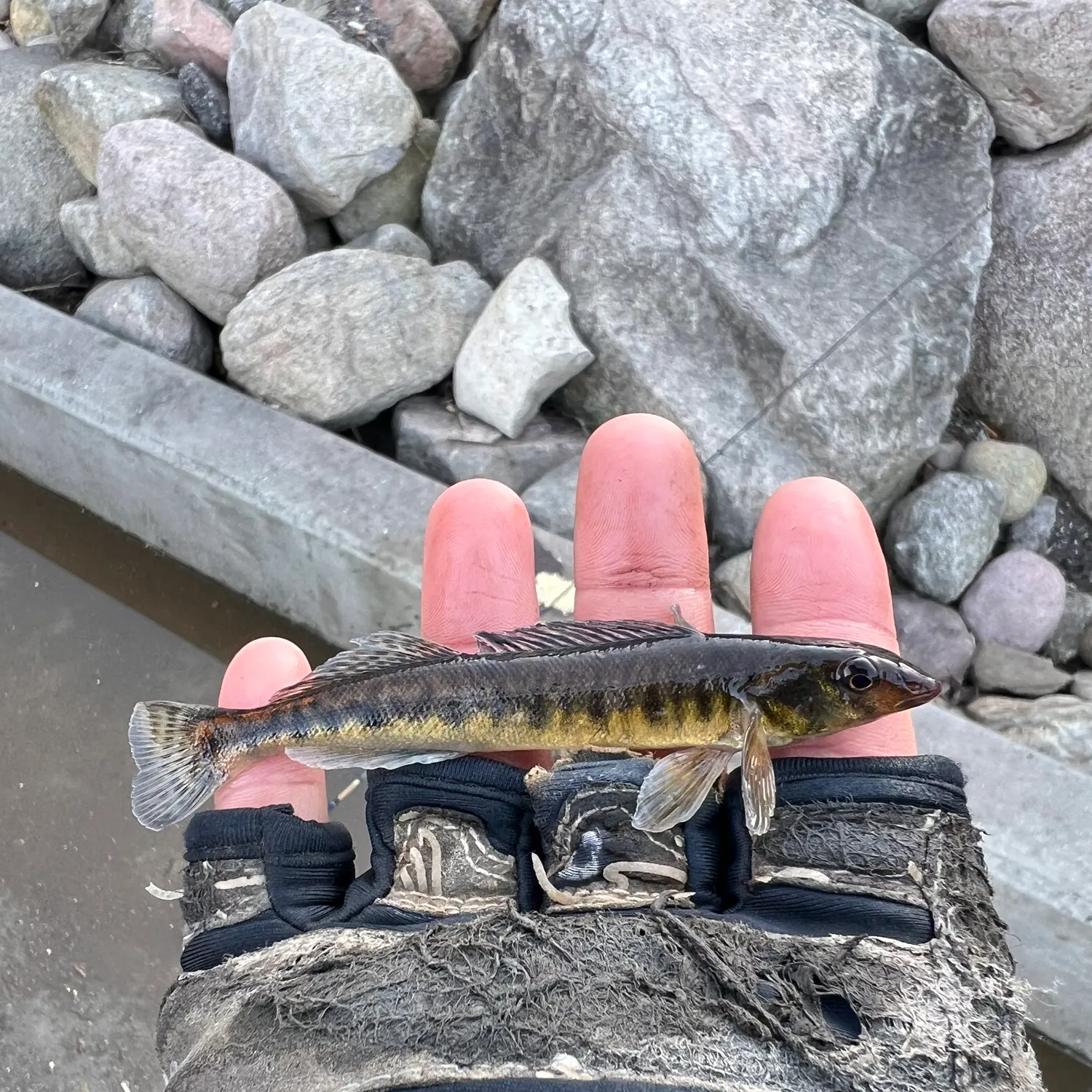 The most popular recent Common logperch catch on Fishbrain