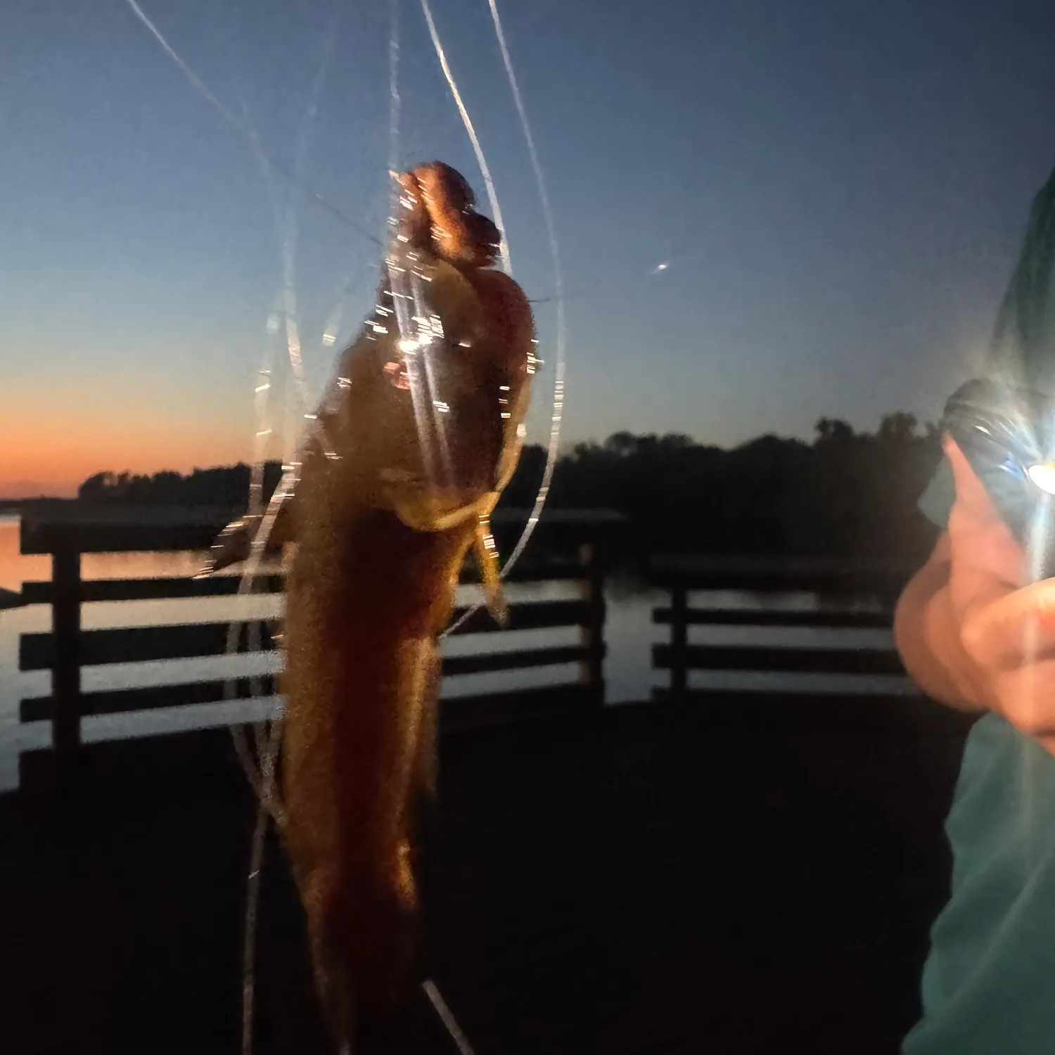 Yellow bullhead caught on Fishbrain