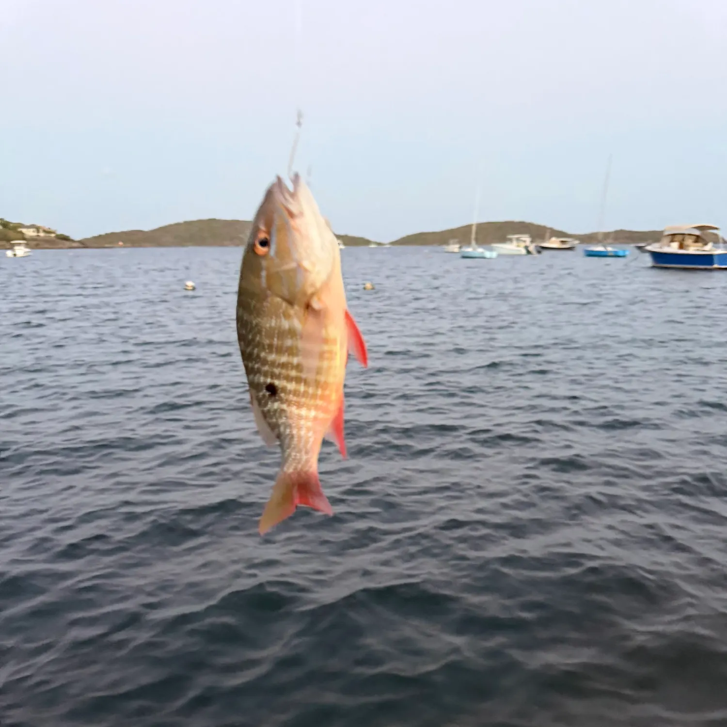 Mutton snapper caught on Fishbrain