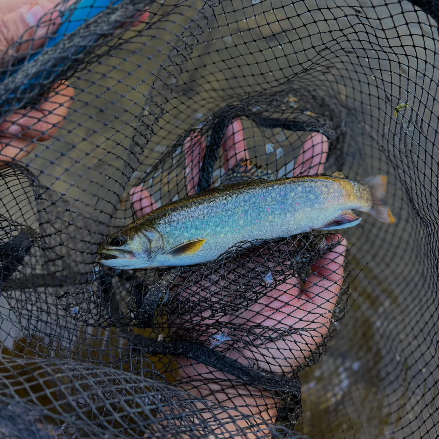 Brook trout caught on Fishbrain